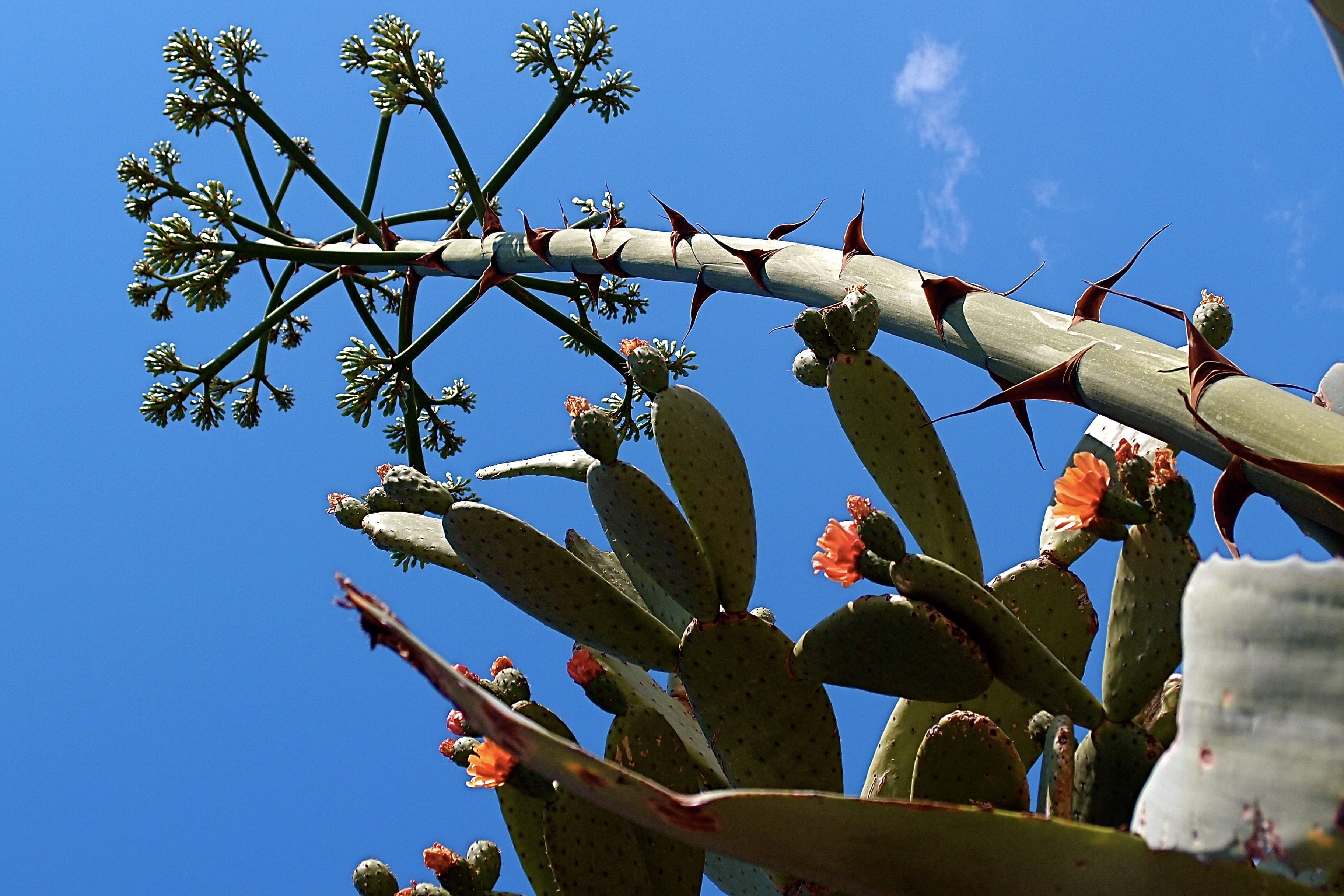 tree, cloud - sky, thorn, sunlight, prickly pear cactus, no people, beauty in nature, france, food and drink, day, succulent plant, nature, growth, low angle view, HD Wallpaper