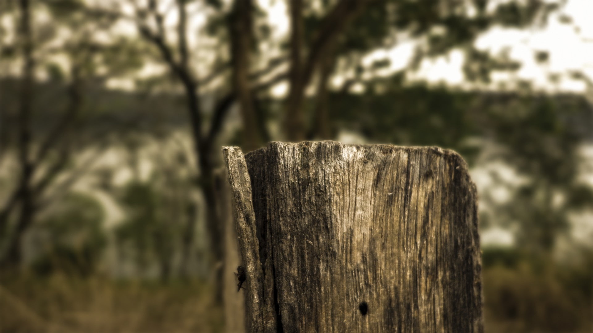 fence, hd, Trees, x, nature, 1920x1080 px, px, flowers, Landscape, 1080P, art, HD Wallpaper