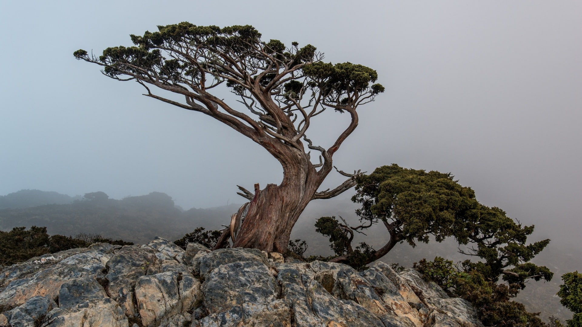 hd, entertainment, px, Trees, 1920x1080 px, nature, movies, x, 1080P, Landscape, art, HD Wallpaper