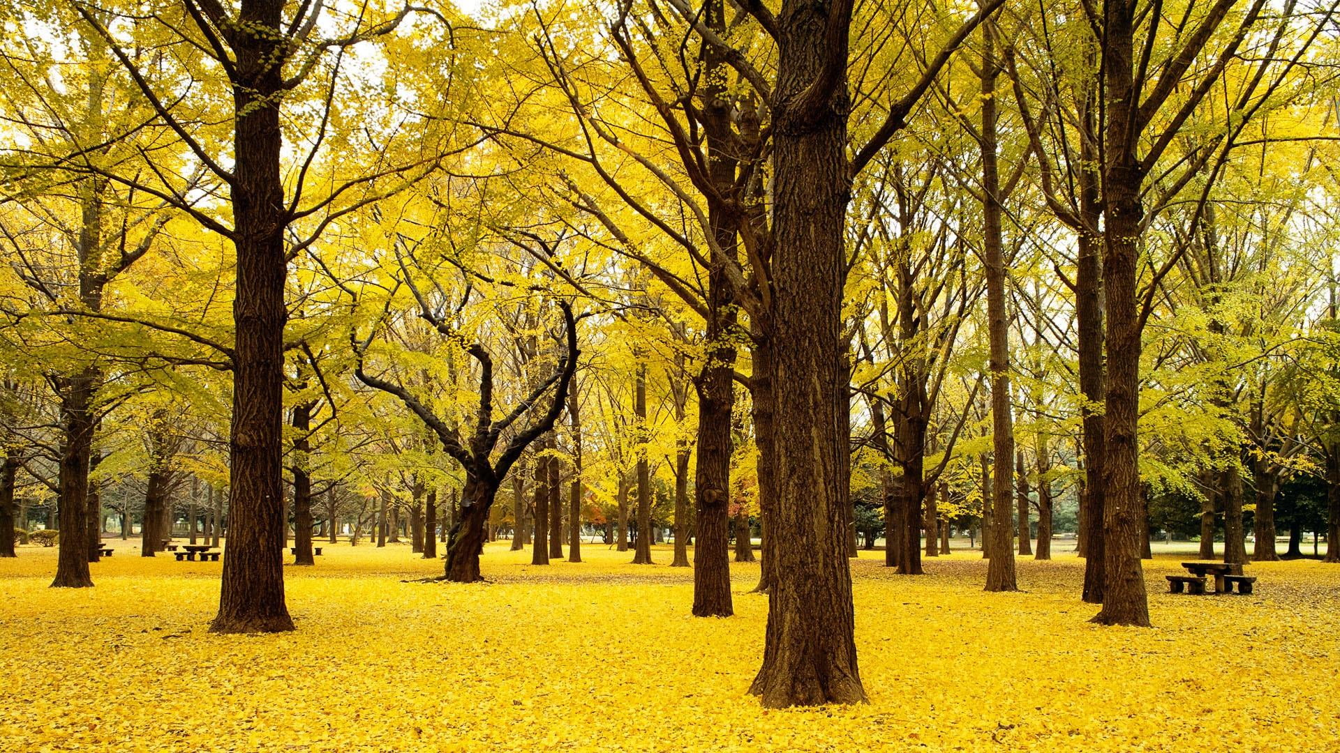 yoyogi park, leaf, tranquility, yellow, park, forest, day, plant, branch, tree trunk, beauty in nature, tree, outdoors, nature, scenics - nature, field, HD Wallpaper