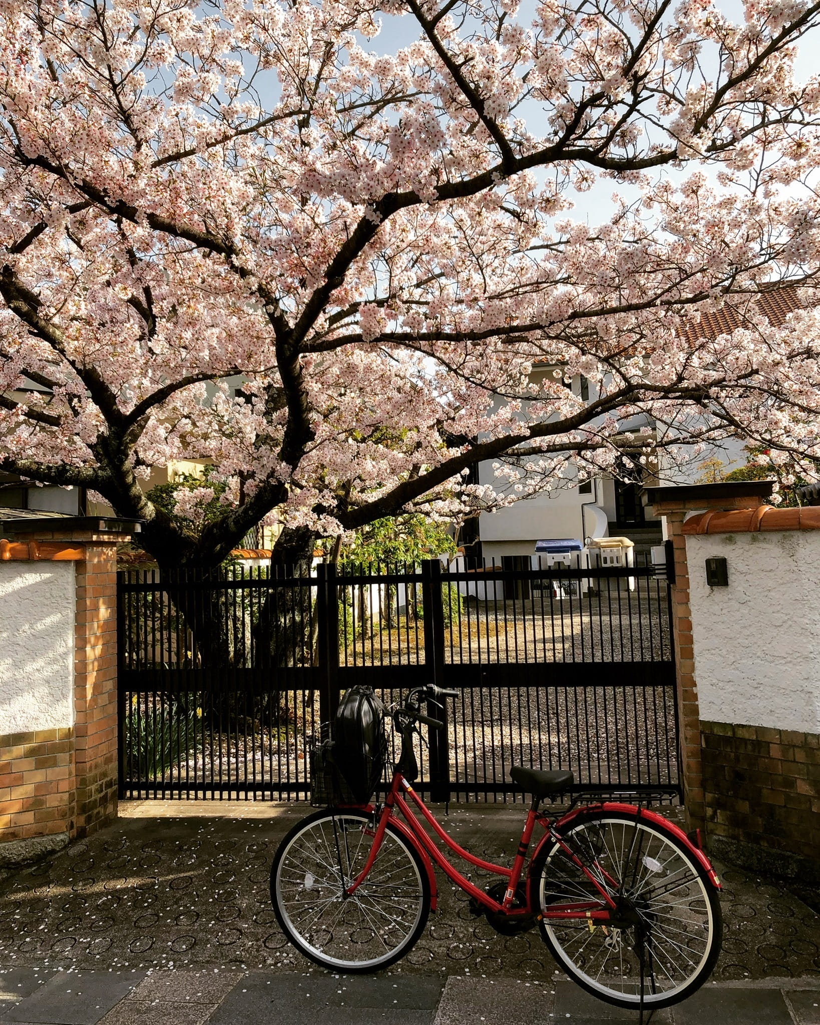cherry blossom, japan, transportation, land vehicle, trees, flowering plant, nature, flowers, no people, house, minoh, cherry, bicycle, building exterior, Phone HD Wallpaper