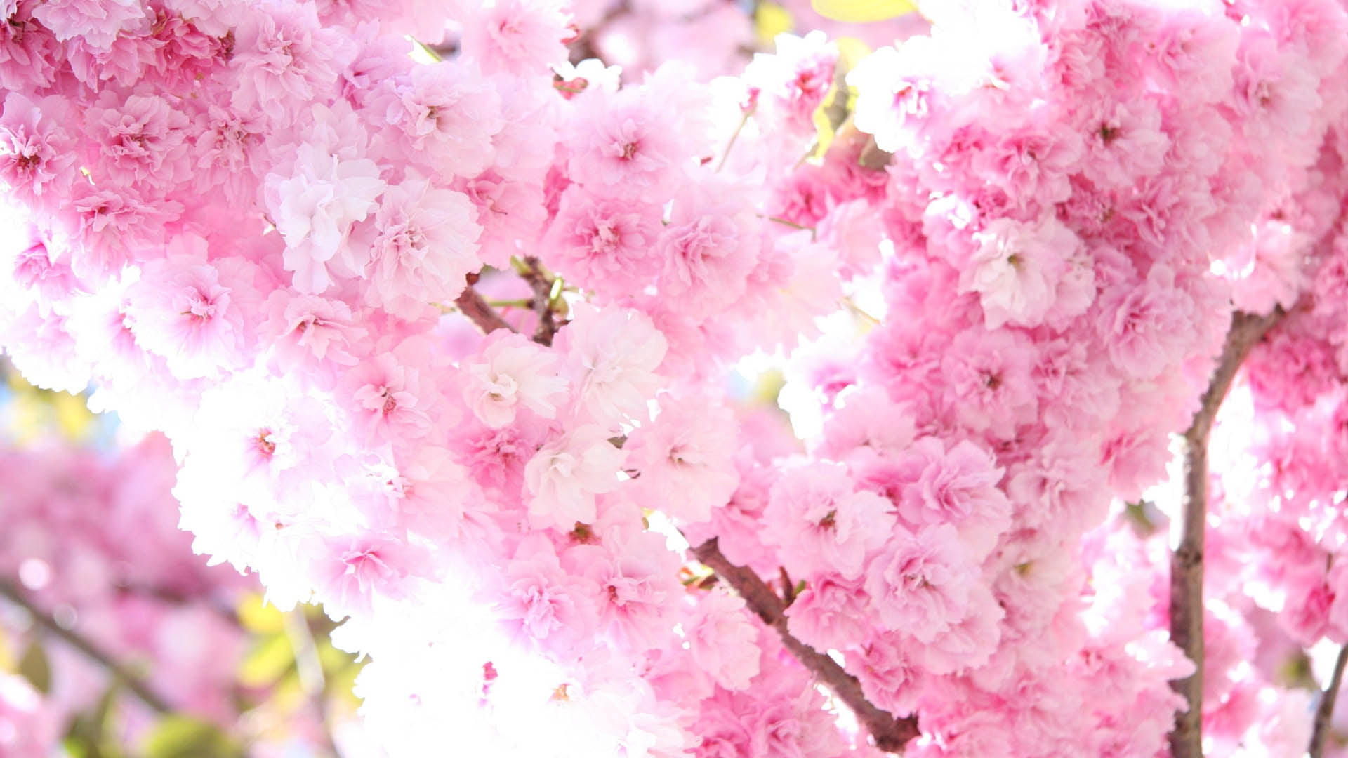 branch, nature, pollination, japan, blossom, summer, close-up, bloom, leaf, season, vulnerability, blossoms, no People, white, petal, day, animal, springtime, HD Wallpaper