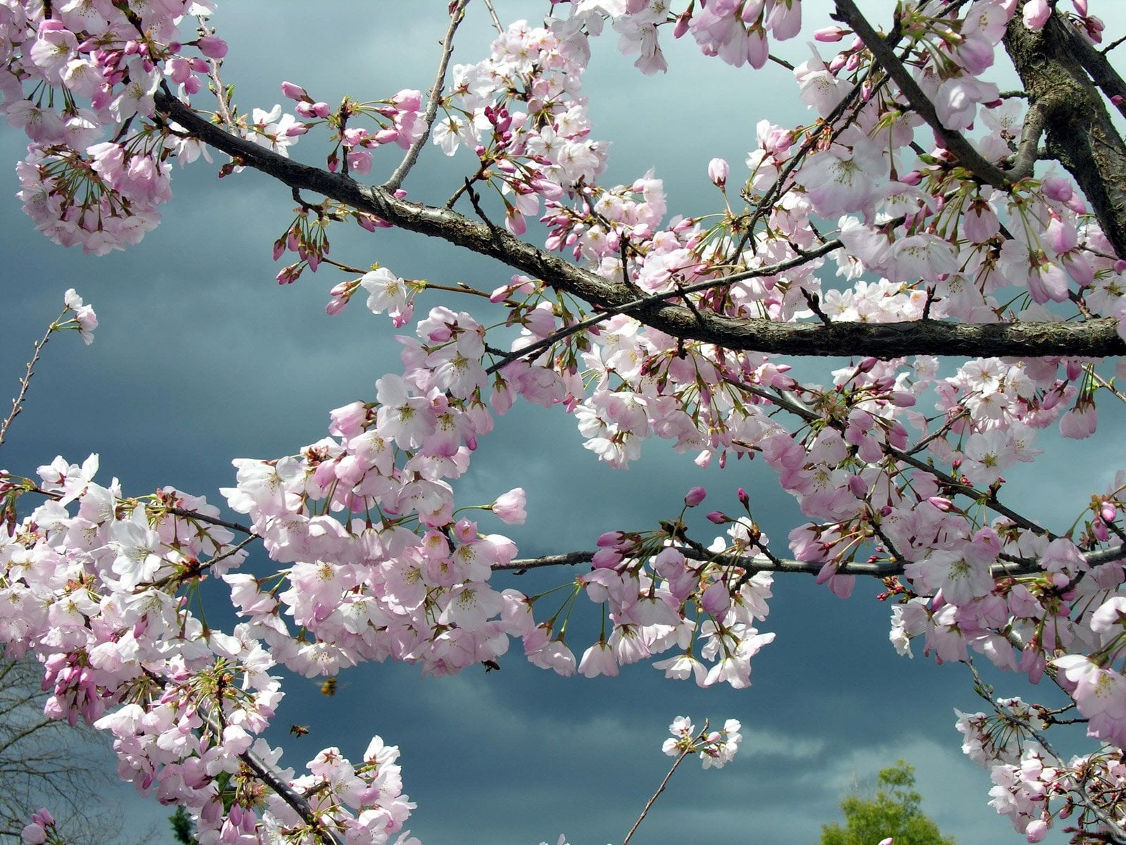 outdoors, freshness, flower, beauty In Nature, springtime, pink Color, blossoms, sakura, growth, flowering plant, cherry Blossom, leaf, white, summer, spring, HD Wallpaper