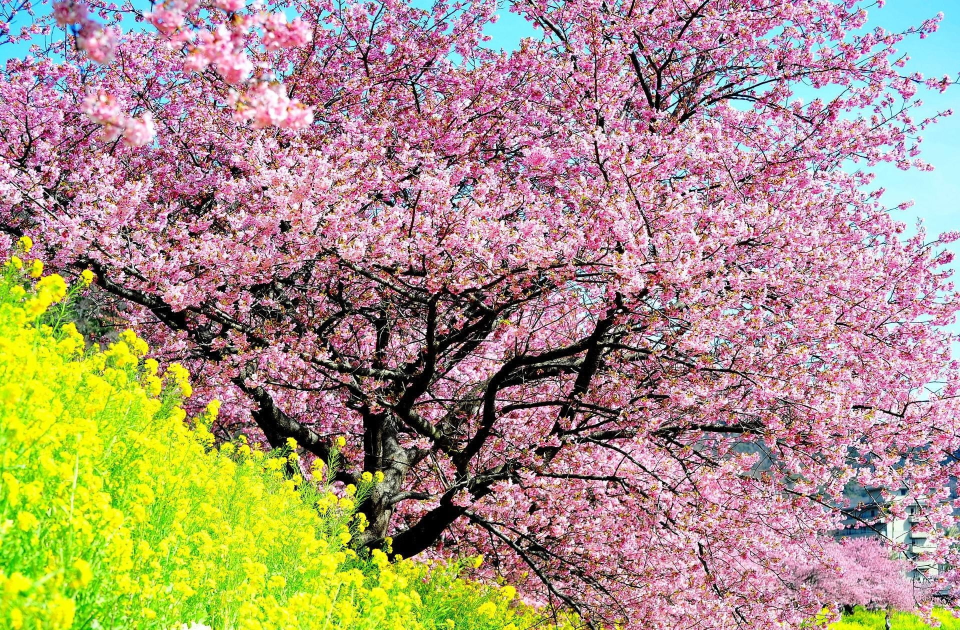 fragility, low angle view, flower Head, spring, leaf, vulnerability, april, japan, blossoming, cherry, flower, backgrounds, multi Colored, blossom, 1080P, HD Wallpaper