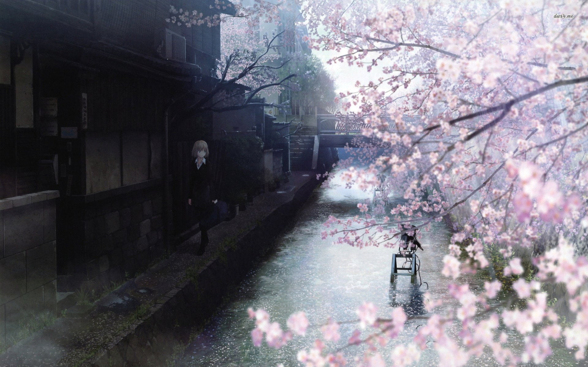 anime, river, tree, 1080P, girl, sakura, HD Wallpaper