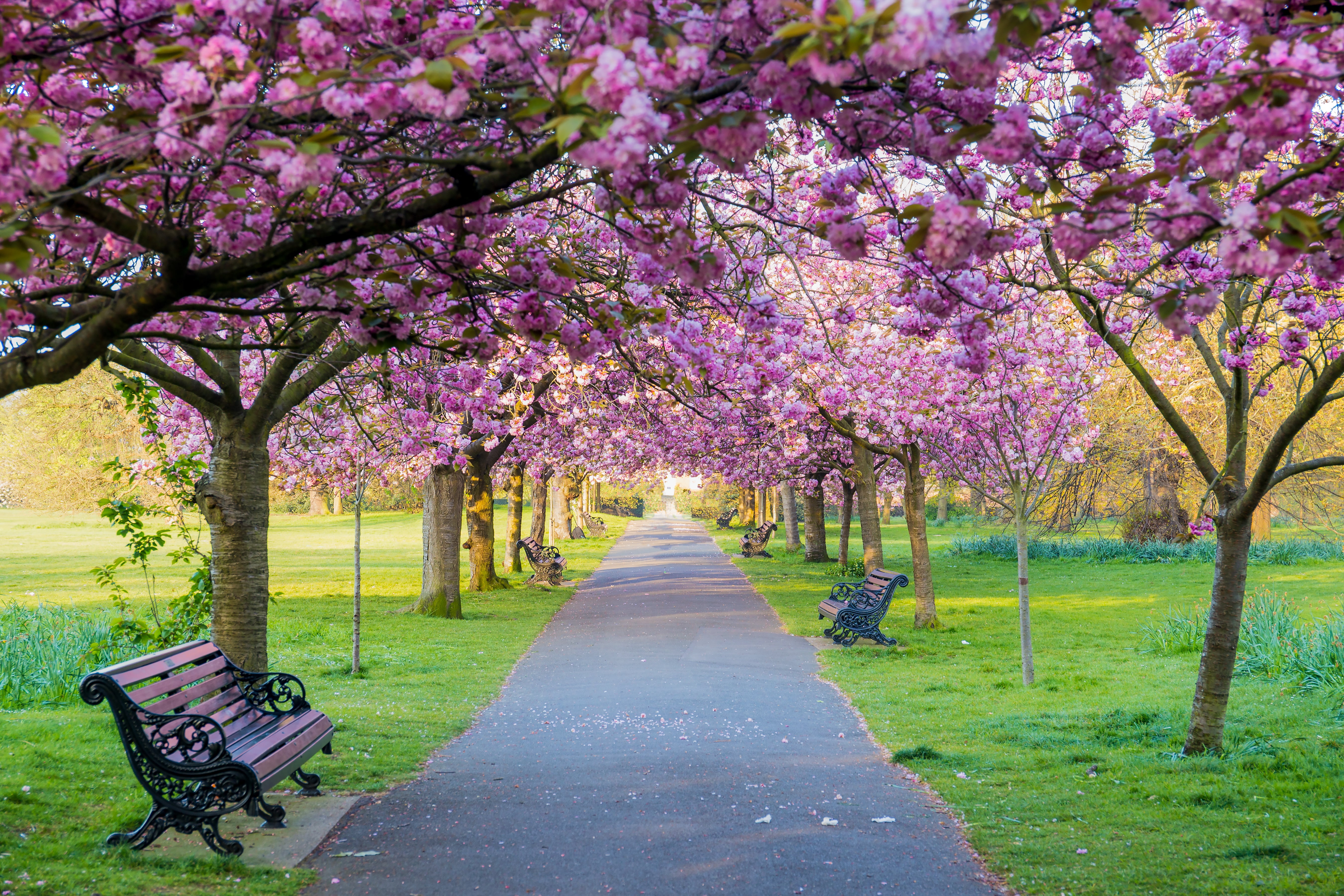 flowers, spring, bench, flowering, tree, Park, blossom, 5K, trees, cherry, pink, Sakura, HD Wallpaper