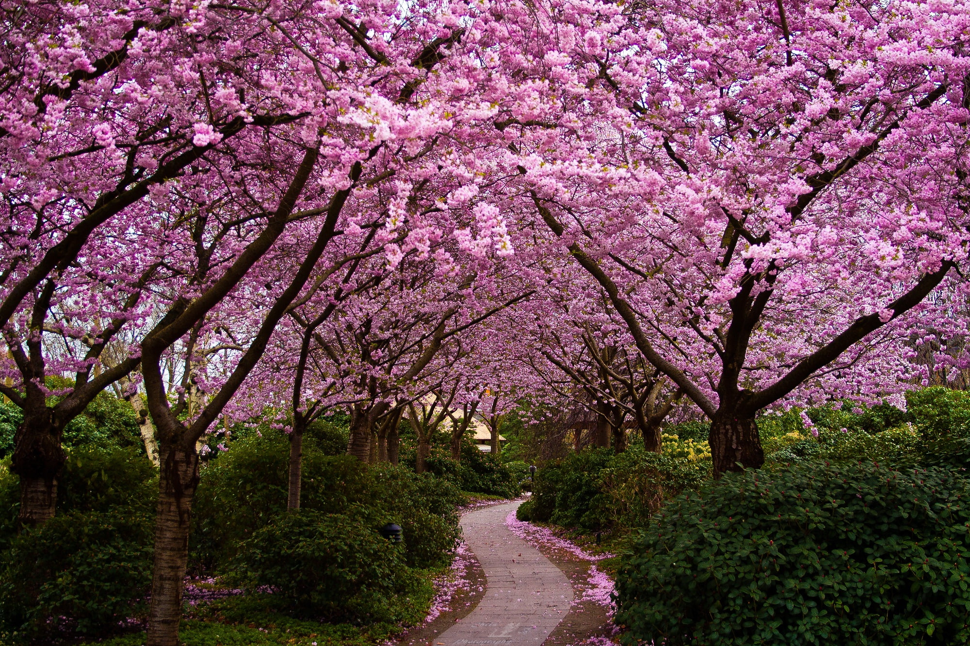 1080P, Sakura, flowering, garden, track, trees, the bushes, petals, HD Wallpaper