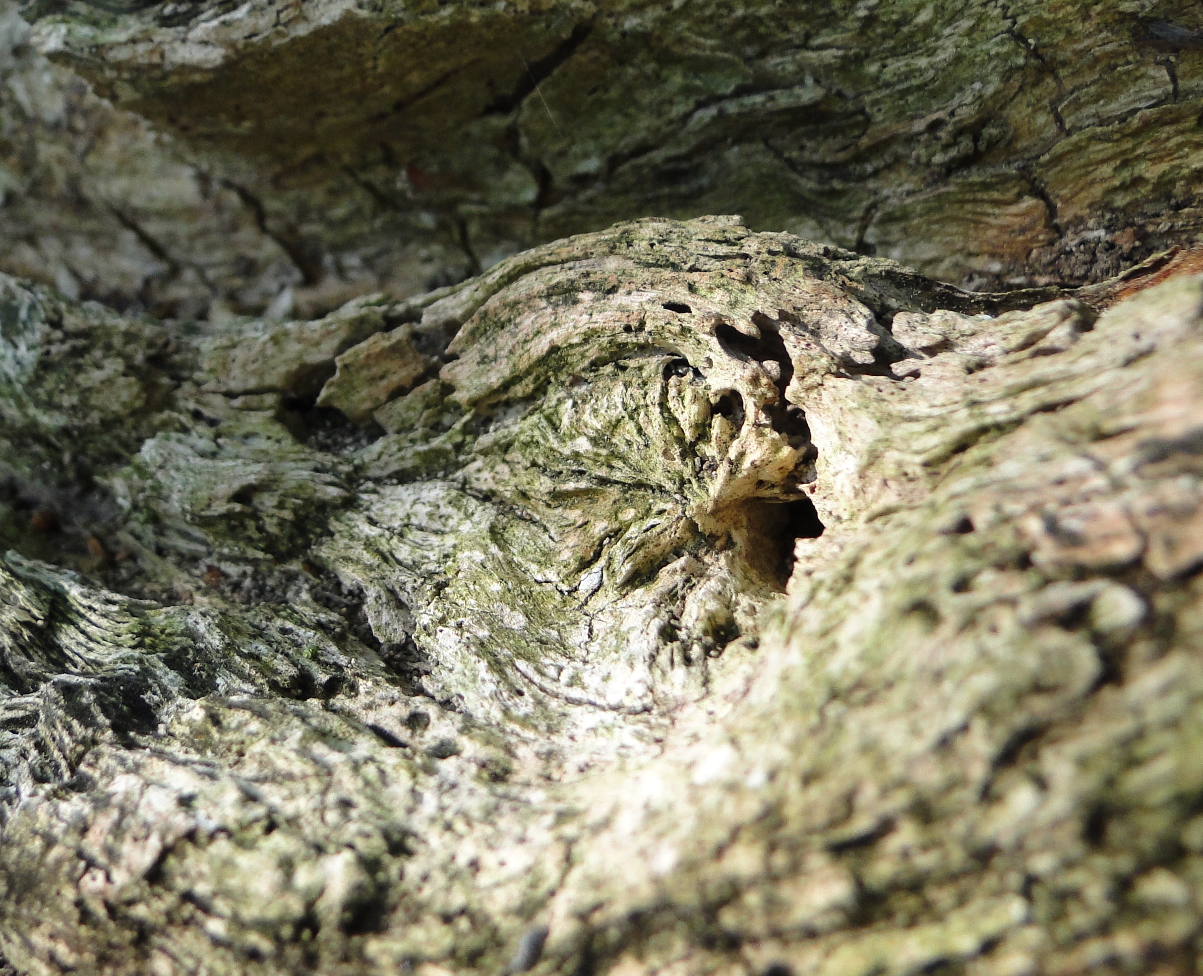 tree, holes, time, light beam, full frame, rock - object, textured, tribe, rough, bark, nature, rest, close up, contrast, no people, dead wood, day, wood, HD Wallpaper