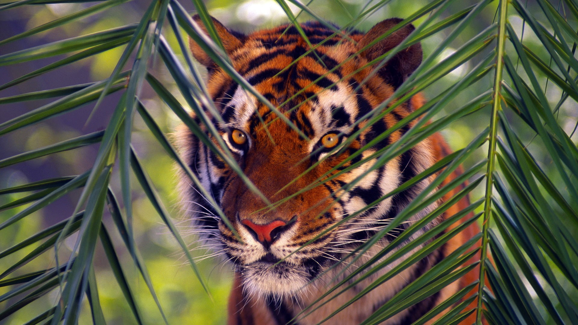 1080P, wildlife, mammals, animals, feline, tiger, HD Wallpaper