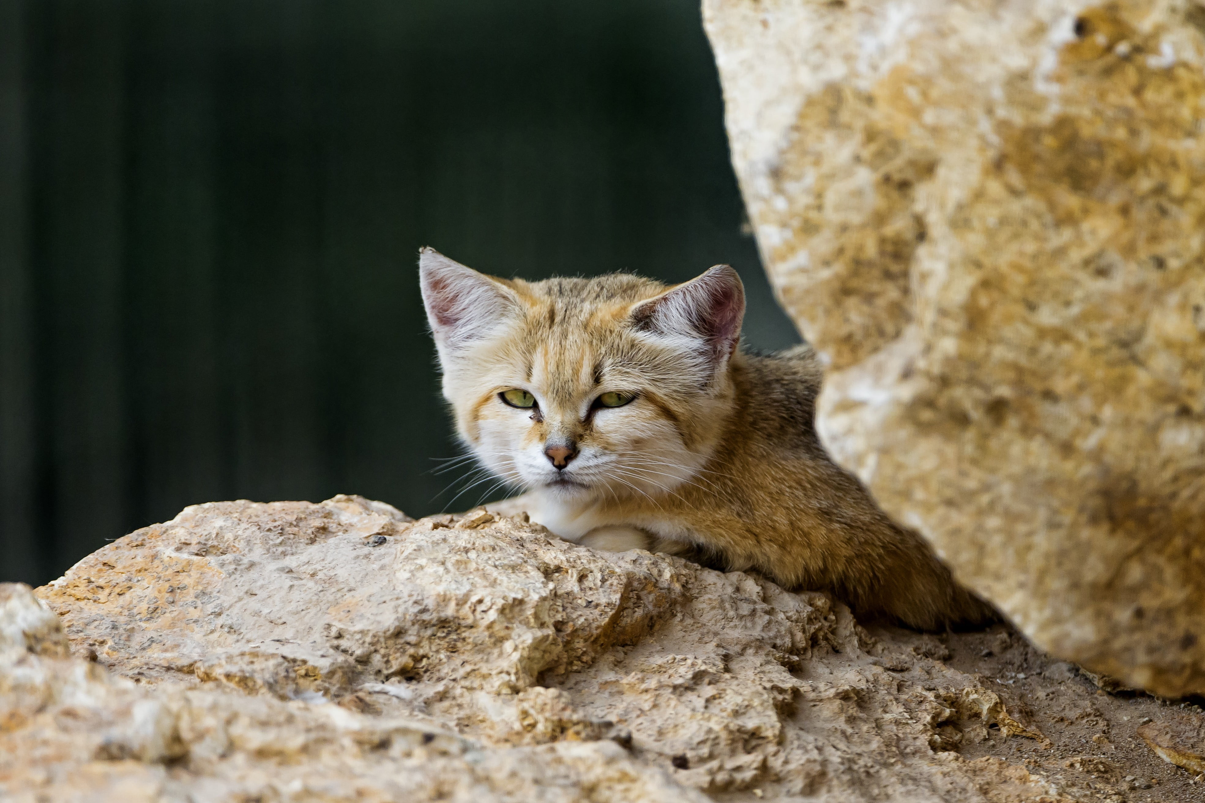 vertebrate, mammals, focus on foreground, day, 4K, cat, close-up, one animal, no people, domestic, animal themes, domestic animals, rock - object, relaxation, HD Wallpaper