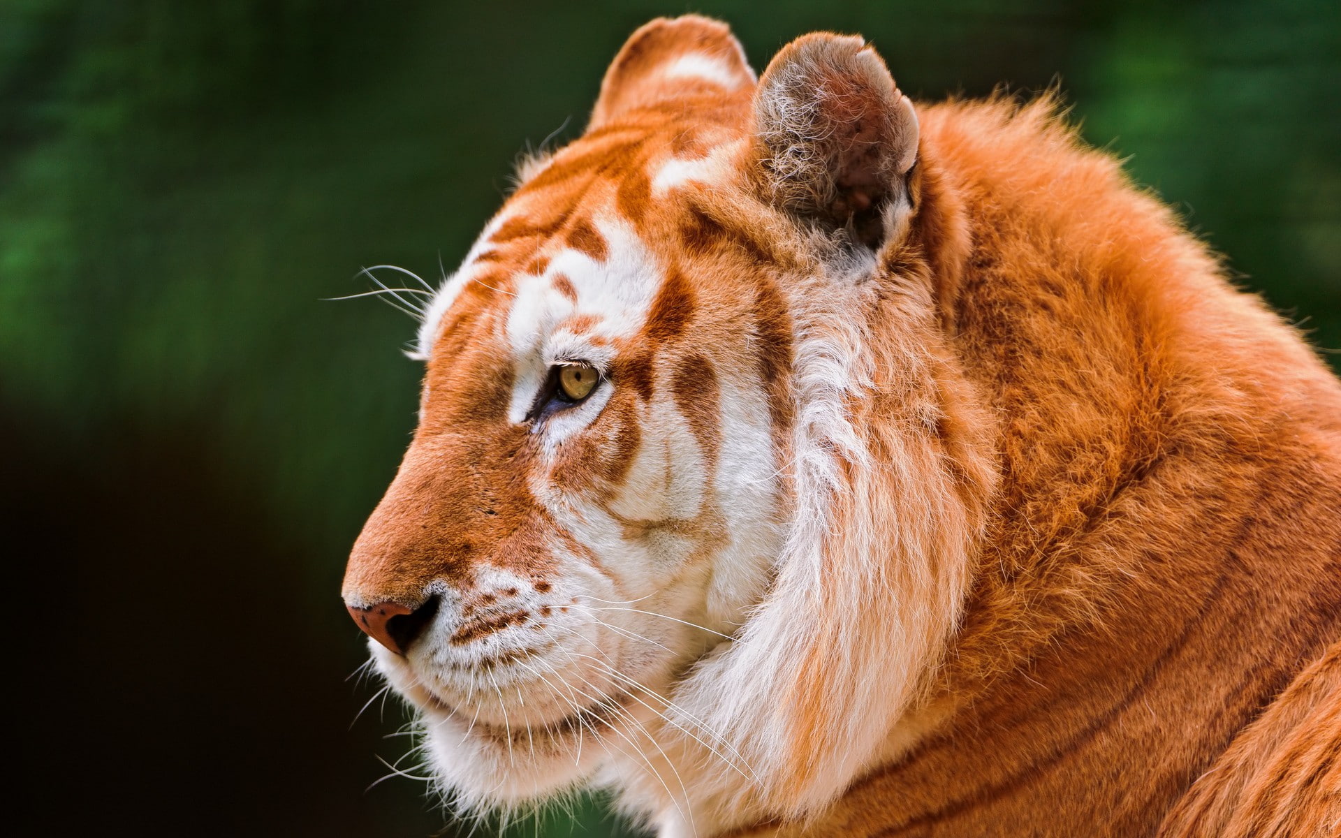 animal, looking away, animal themes, tiger, animal body part, wildlife, animal wildlife, animals, no people, whisker, close-up, cat, vertebrate, mammal, HD Wallpaper