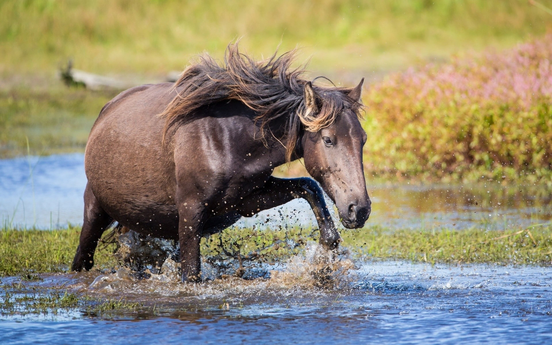 horse, mammals, 1080P, in water, animals, HD Wallpaper
