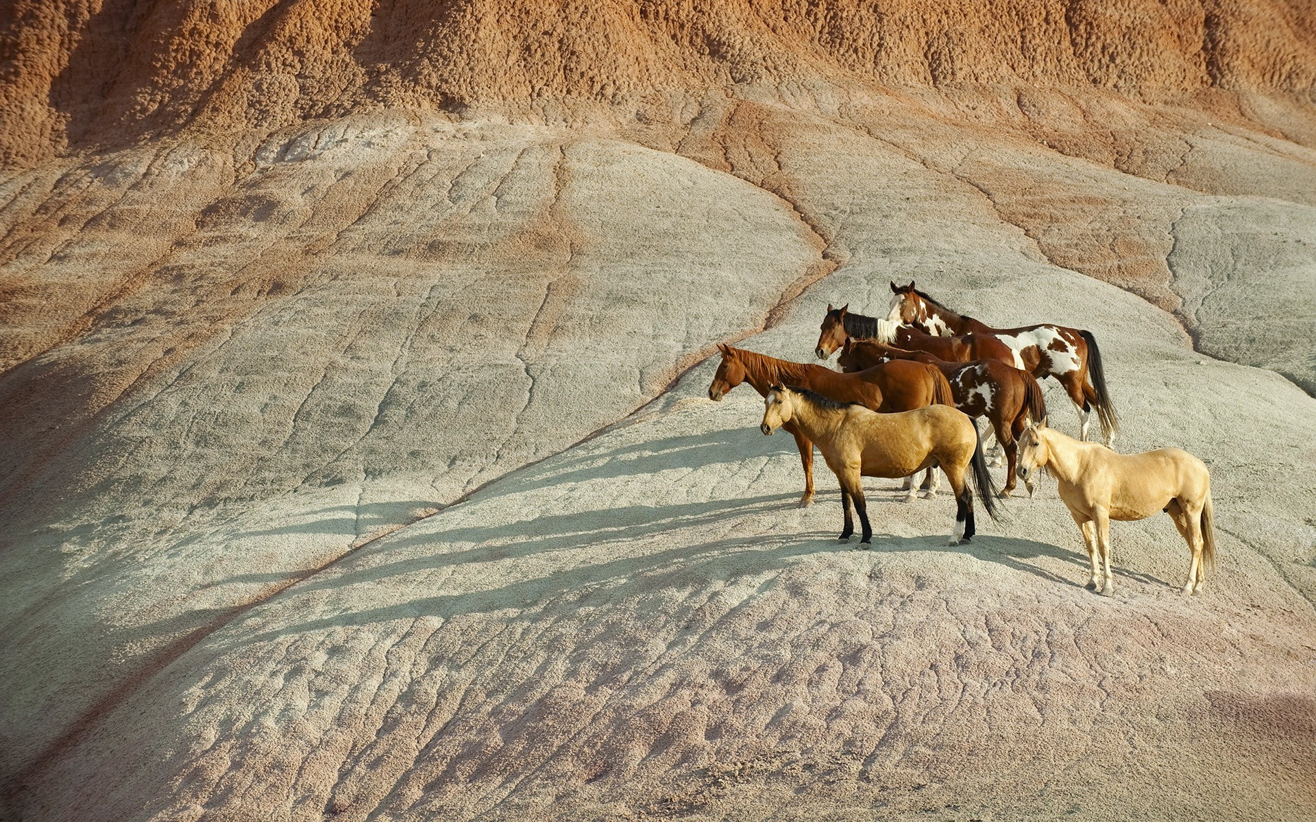 1080P, mammals, outdoors, animals, horse, HD Wallpaper