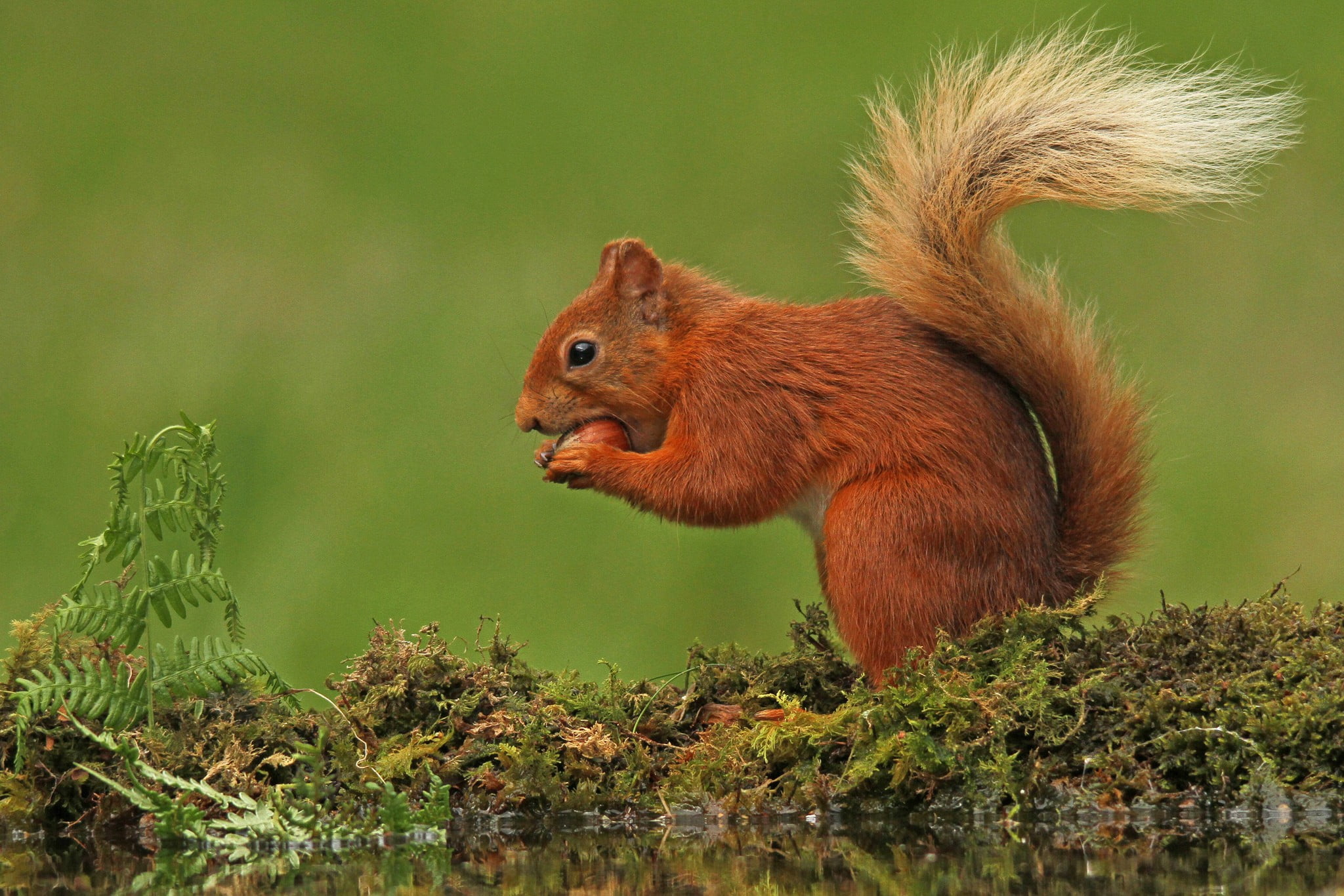 animals, 1080P, one animal, tree, mammals, small, animal themes, vertebrate, forest, animal, green color, moss, tail, animals in the wild, nature, land, HD Wallpaper