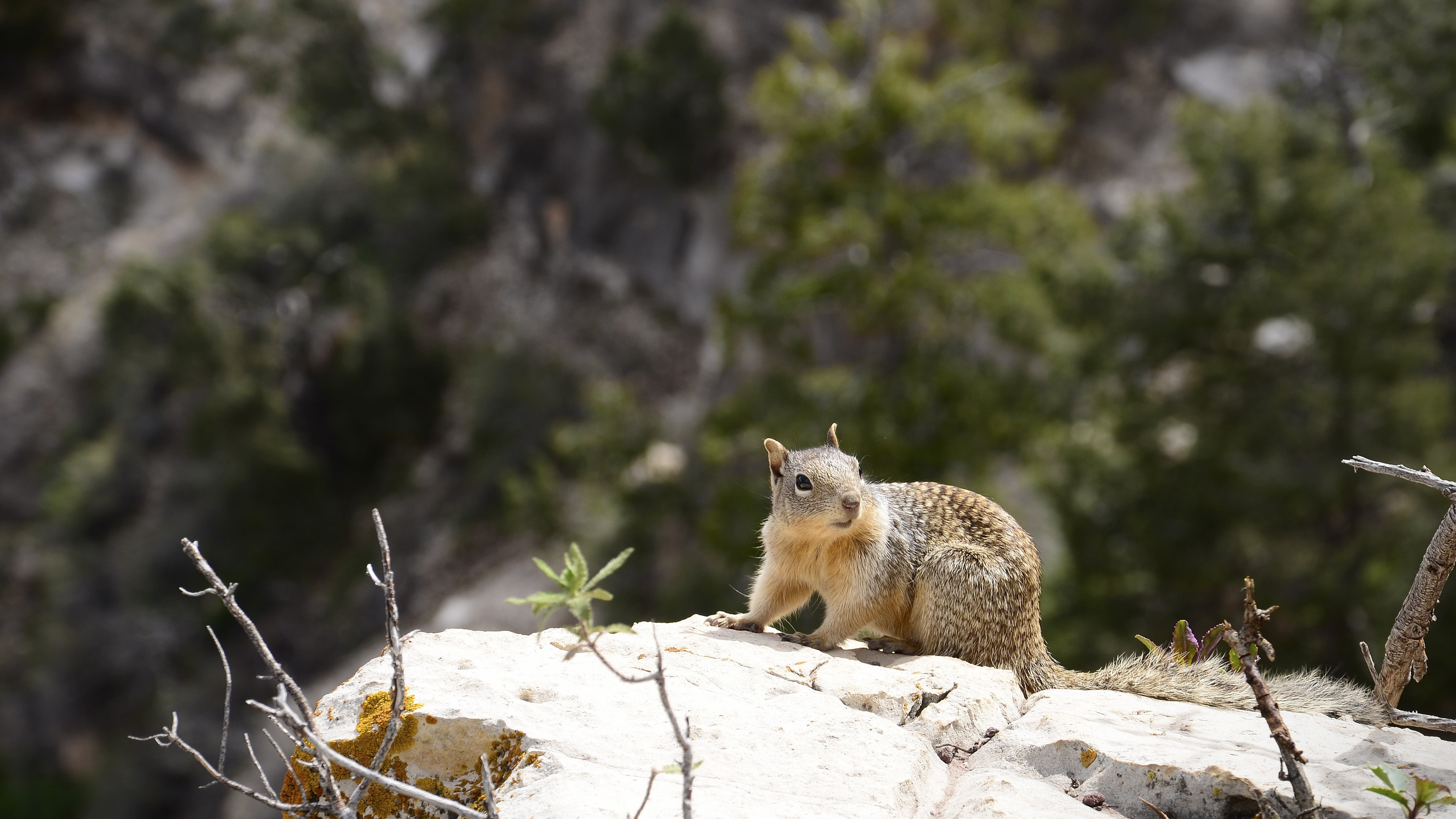 squirrel, mammals, wildlife, nature, 4K, animals, HD Wallpaper