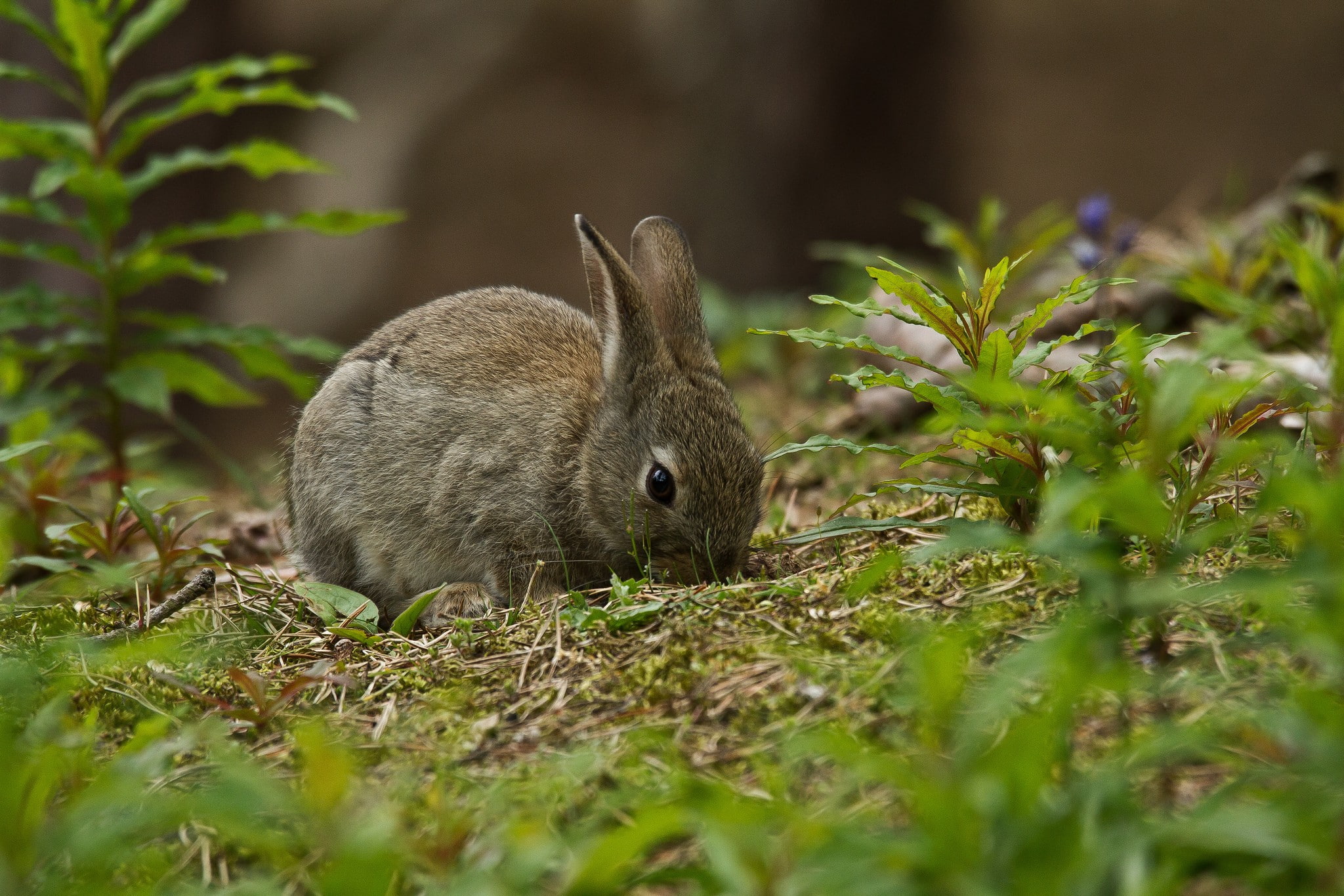 mammals, animals, plants, rabbits, 1080P, HD Wallpaper