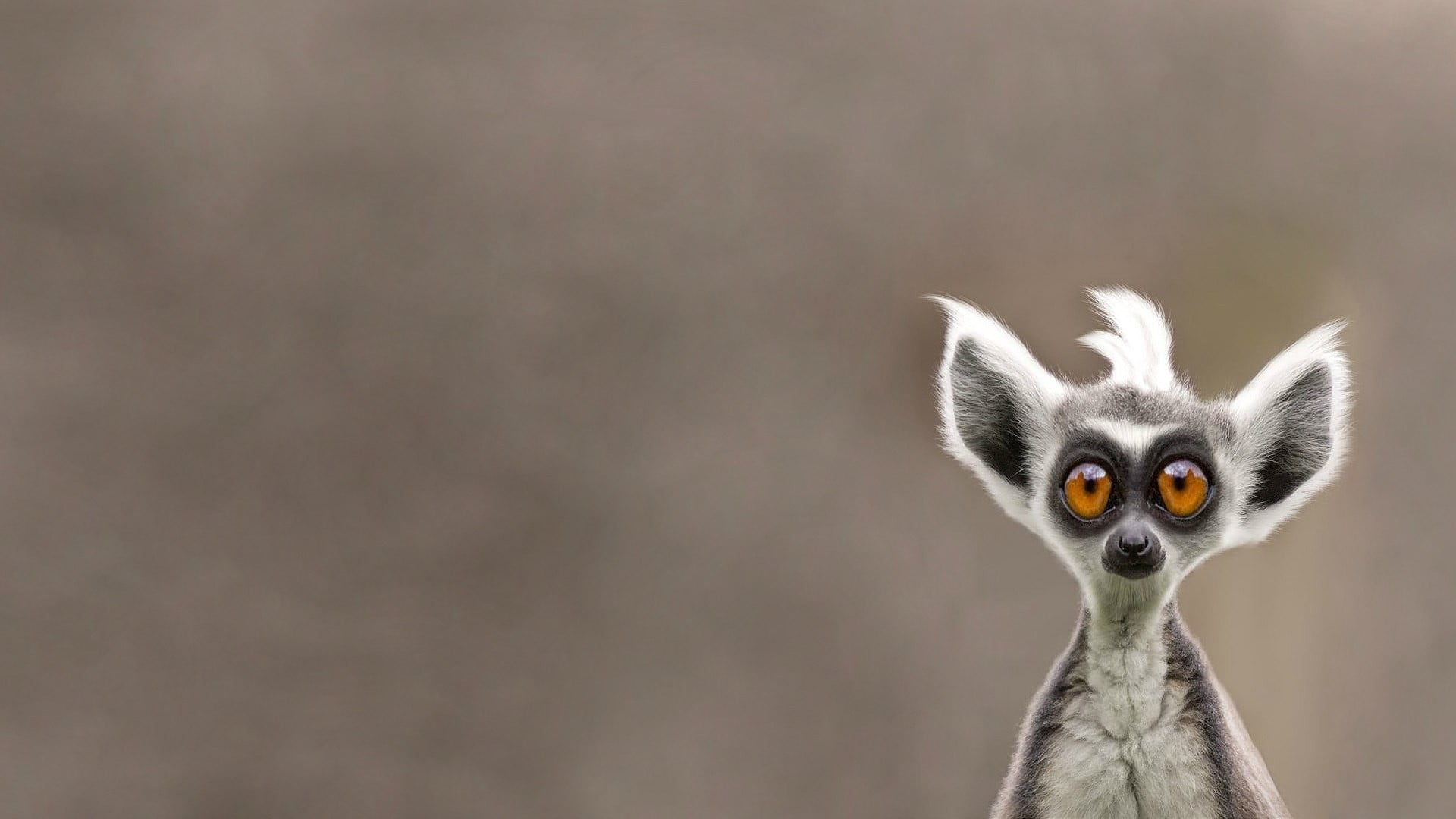 close-up, mammal, animals, bird, gray, white, focus on foreground, looking, animal body part, lemur, character, day, portrait, copy space, looking at camera, HD Wallpaper