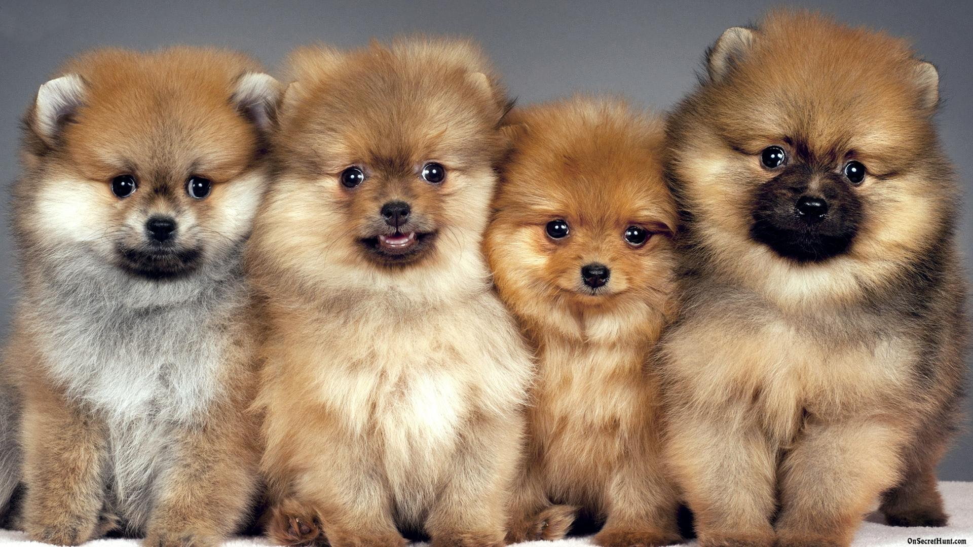 dog, group of animals, mammal, looking at camera, pomeranian, portrait, chihuahua - dog, canine, puppy, pets, 1080P, animal, no people, togetherness, domestic animals, HD Wallpaper