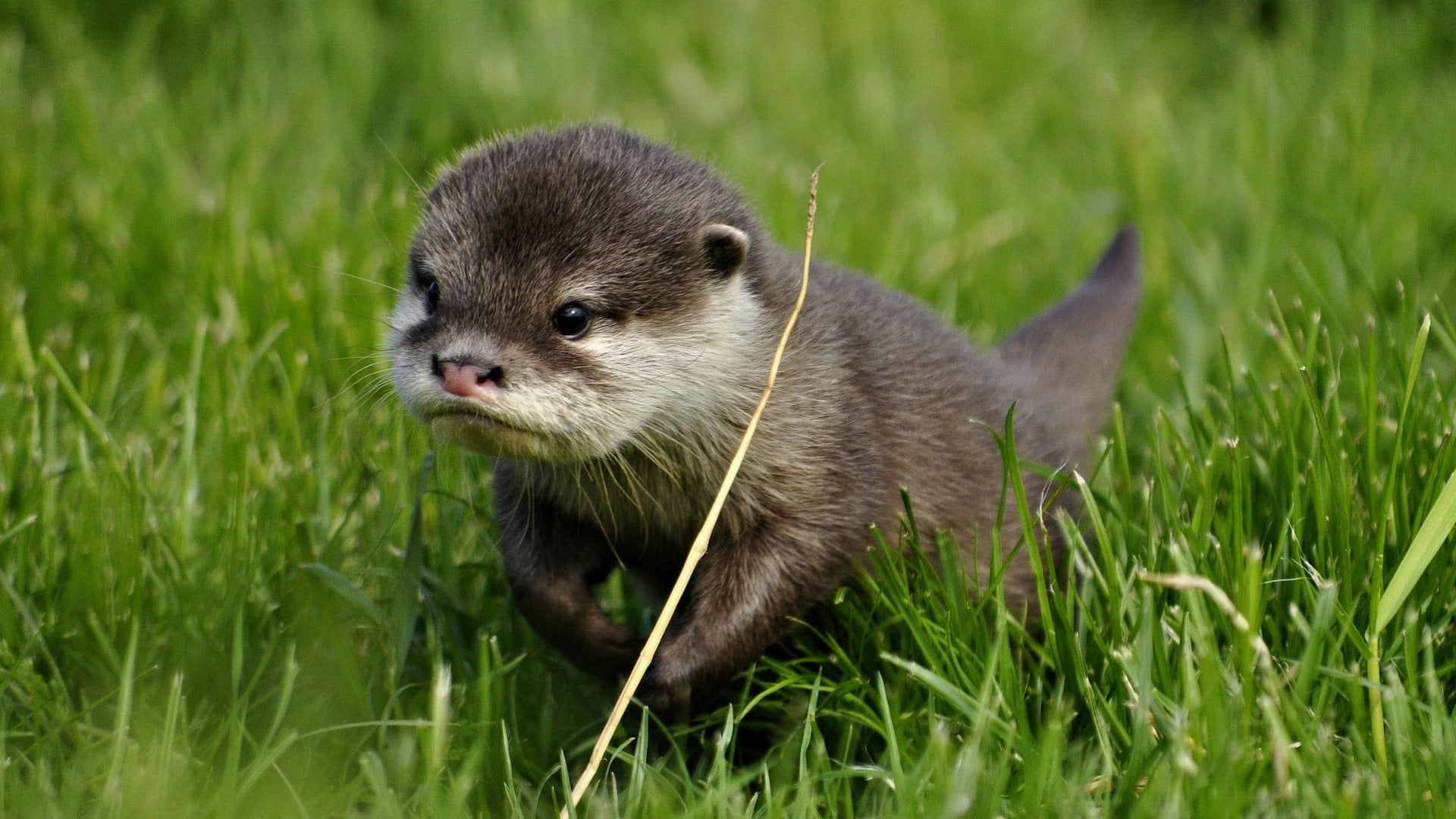 raccoon, whisker, no people, Animal, standing, nature, Otter, outdoors, portrait, animal themes, day, mammal, one animal, plant, 1080P, grass, green color, HD Wallpaper