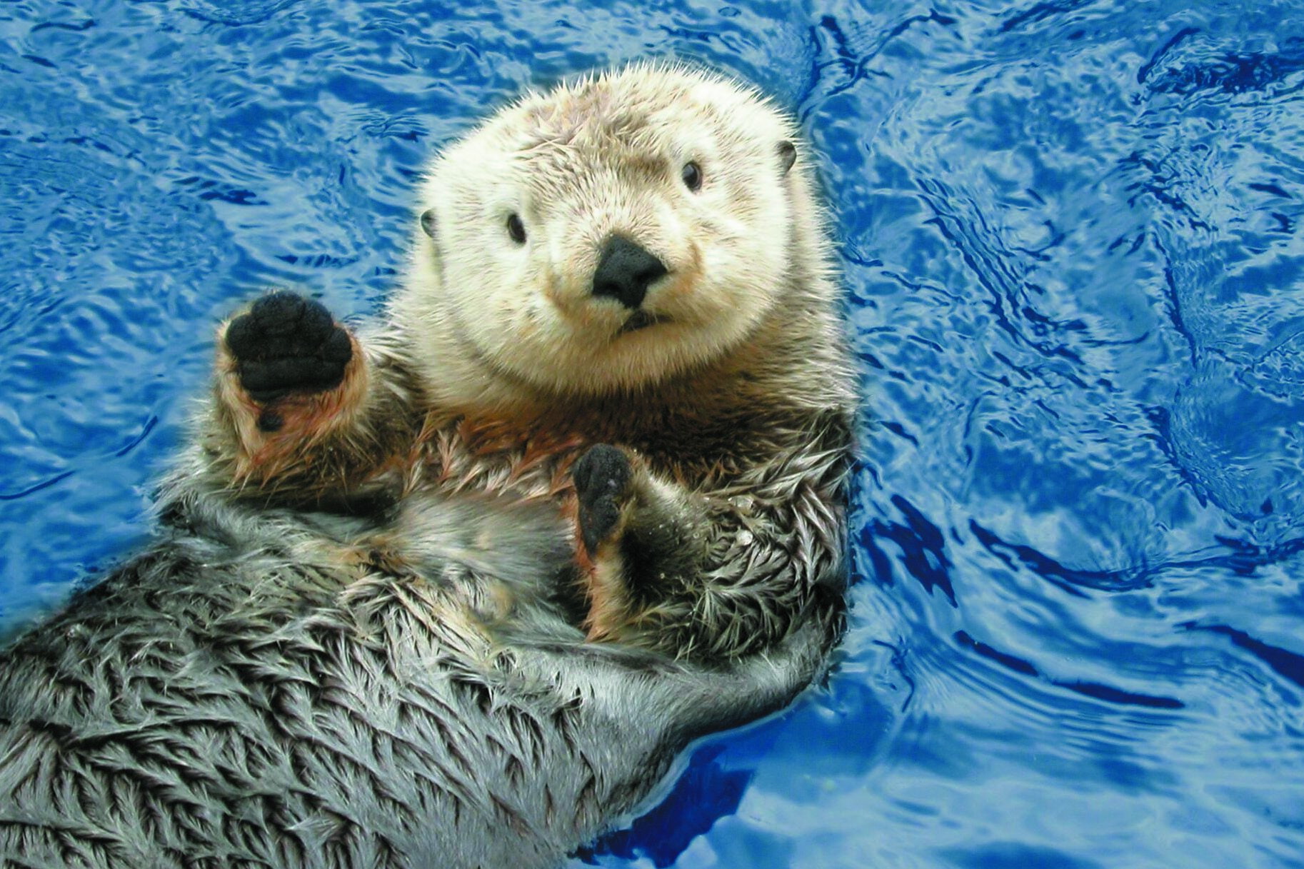 720P, otter, sea, HD Wallpaper