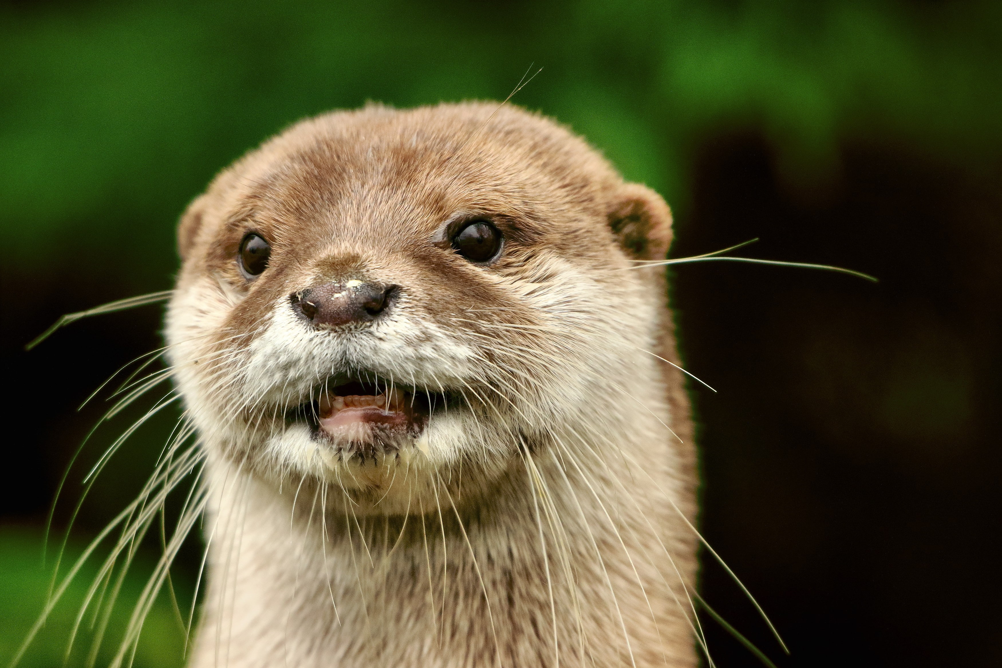 mammals, otters, 2K, animals, HD Wallpaper