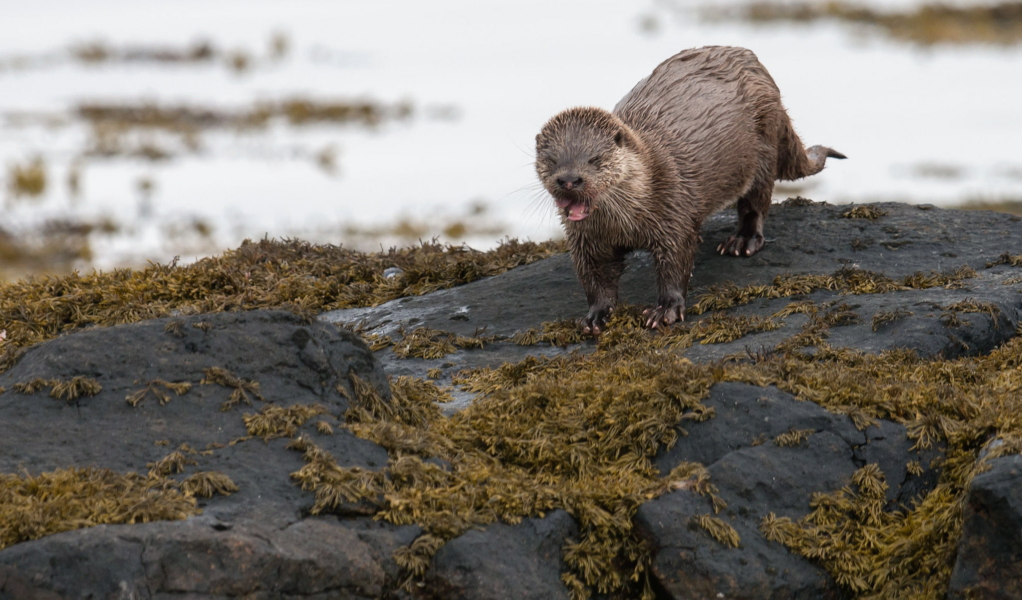 brown, one animal, animal, focus on foreground, water, rock, nature, animals in the wild, outdoors, wet body, animals, beach, river, animal wildlife, animal themes, HD Wallpaper