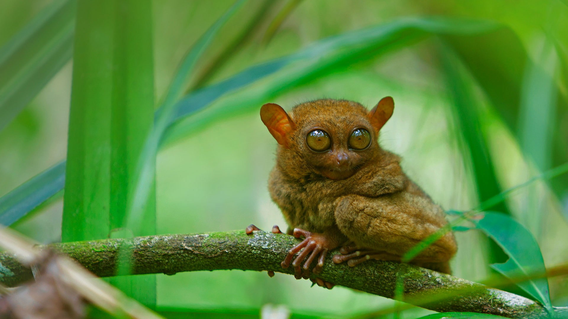 plant, leaf, vertebrate, no people, animal themes, 1080P, mammals, outdoors, animal, mammal, plant part, whisker, tree, animal wildlife, looking at camera, HD Wallpaper