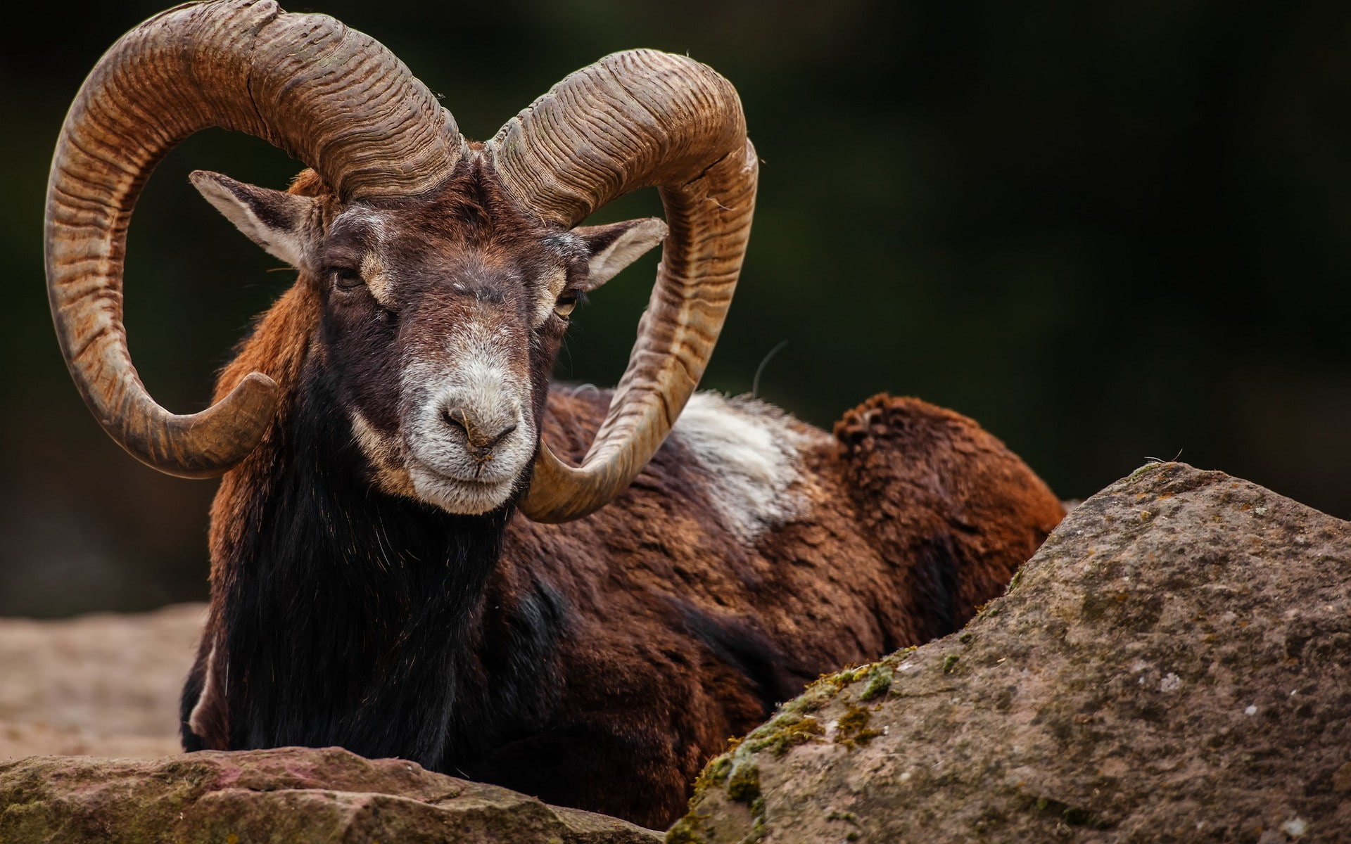 1080P, mammals, animals, HD Wallpaper