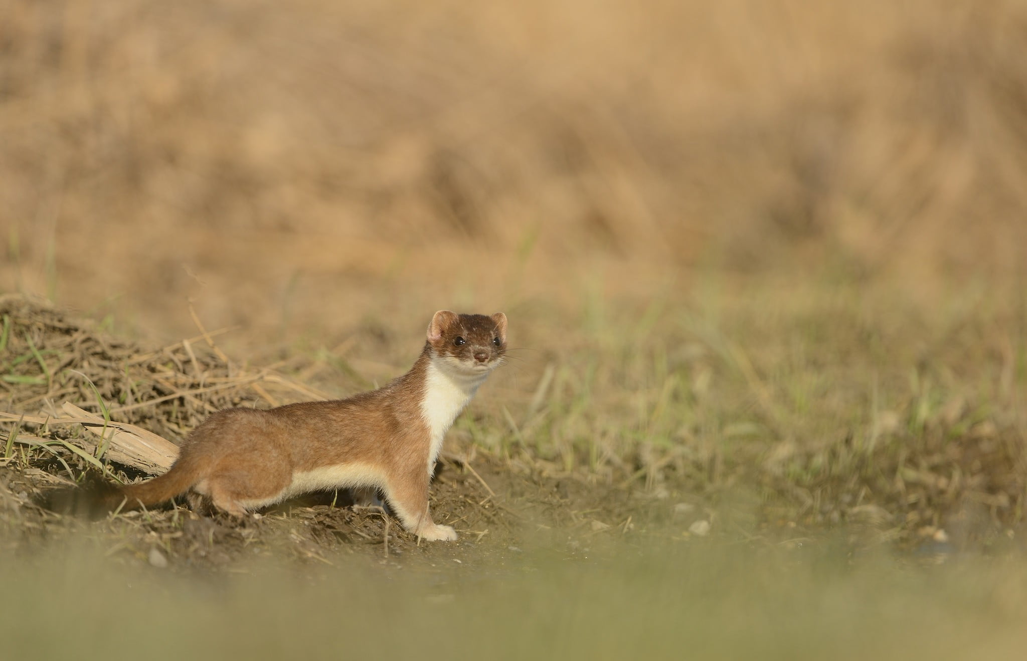 day, sitting, nature, side view, grass, outdoors, land, animals, profile view, brown, no people, domestic animals, vertebrate, mammal, full length, selective focus, HD Wallpaper