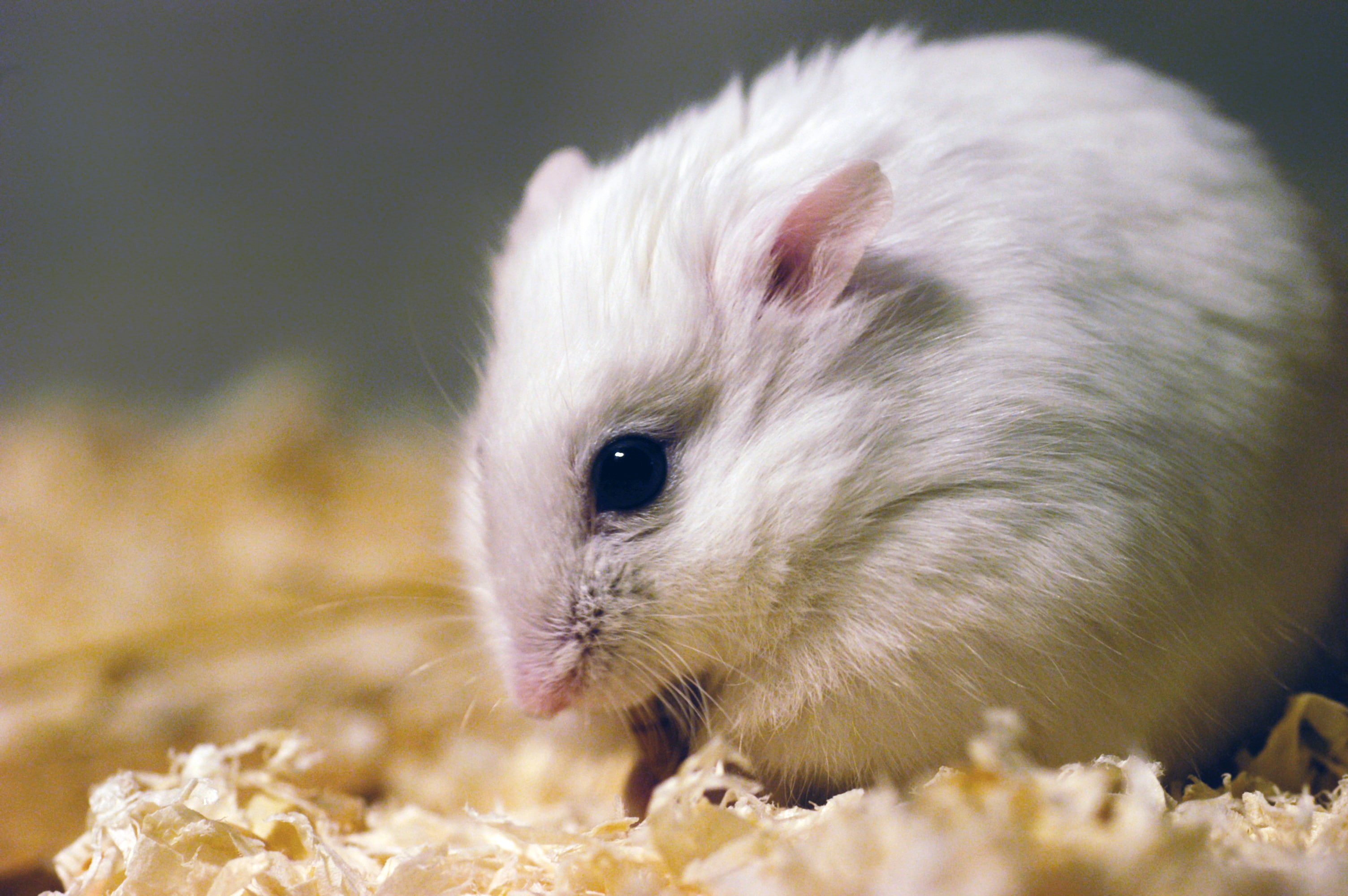 animals, mammals, hamster, 2K, HD Wallpaper