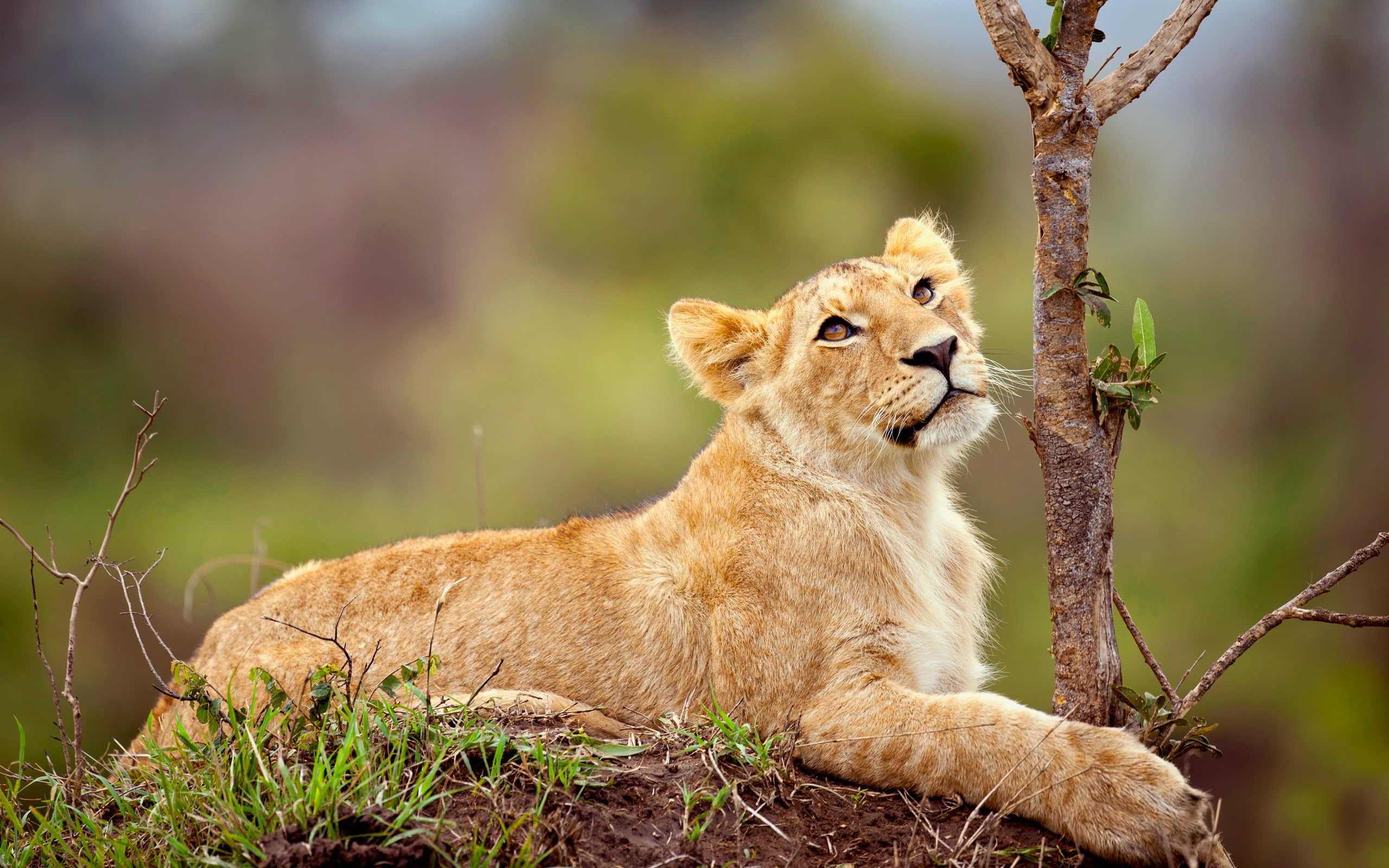 animals, lion, mammals, 2K, HD Wallpaper