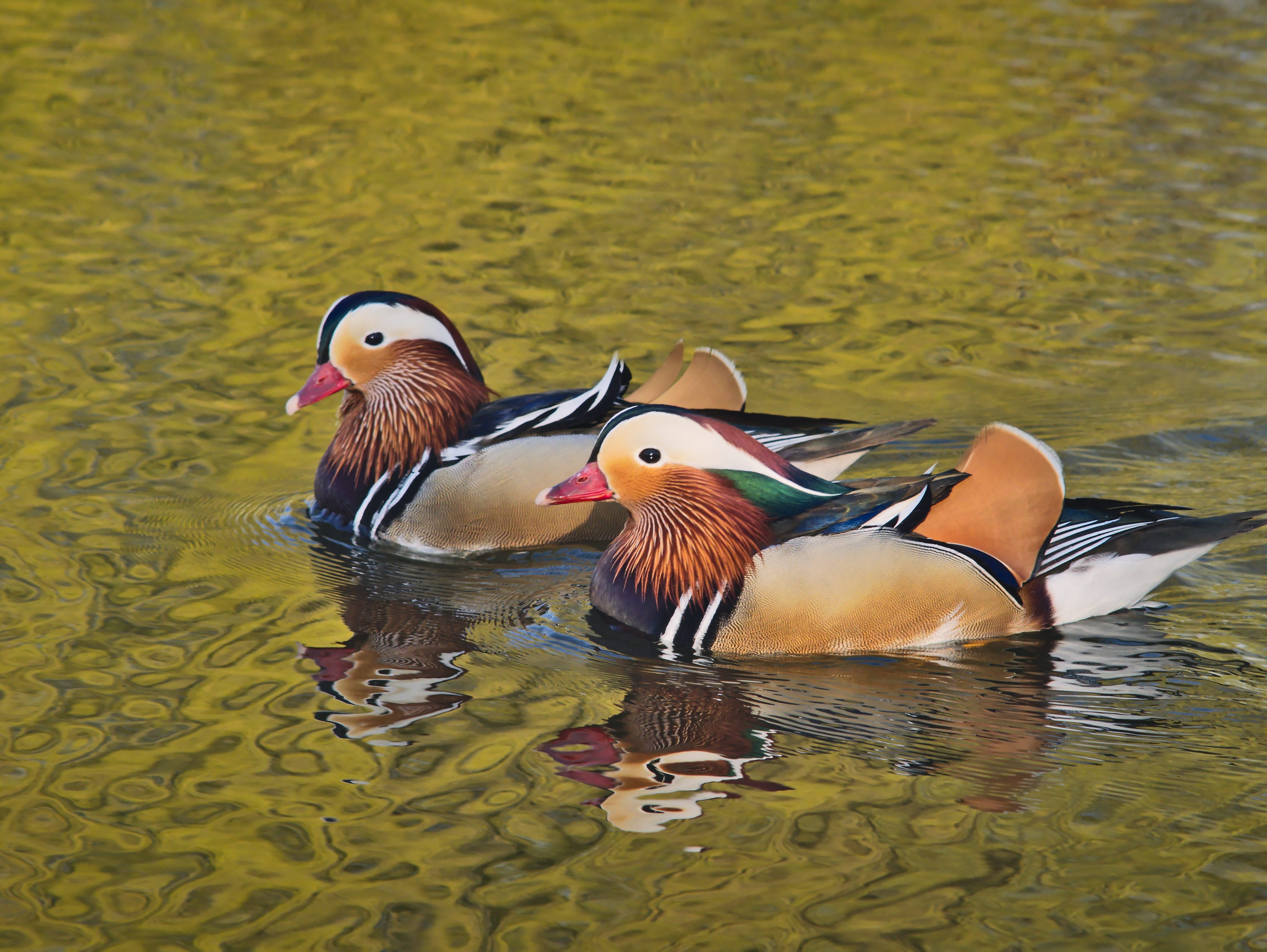 nature, no people, swimming, bird, two animals, animal, mandarin, vertebrate, water bird, exotic, lake, group of animals, animals in the wild, china, waterfront, HD Wallpaper