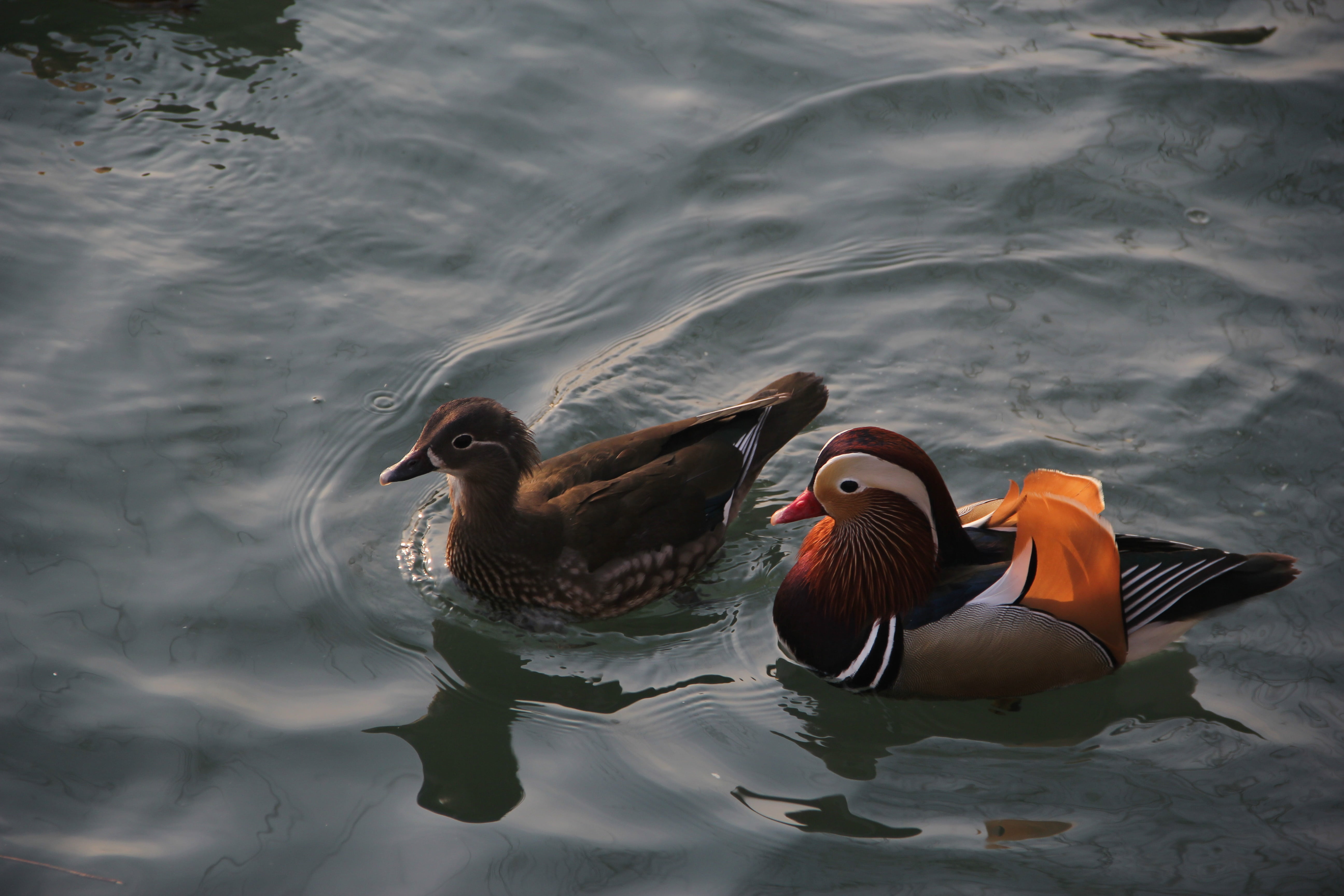 bird, animal themes, two animals, conjugal love, vertebrate, animals in the wild, water bird, brooks, high angle view, mandarin duck, nature, no people, HD Wallpaper