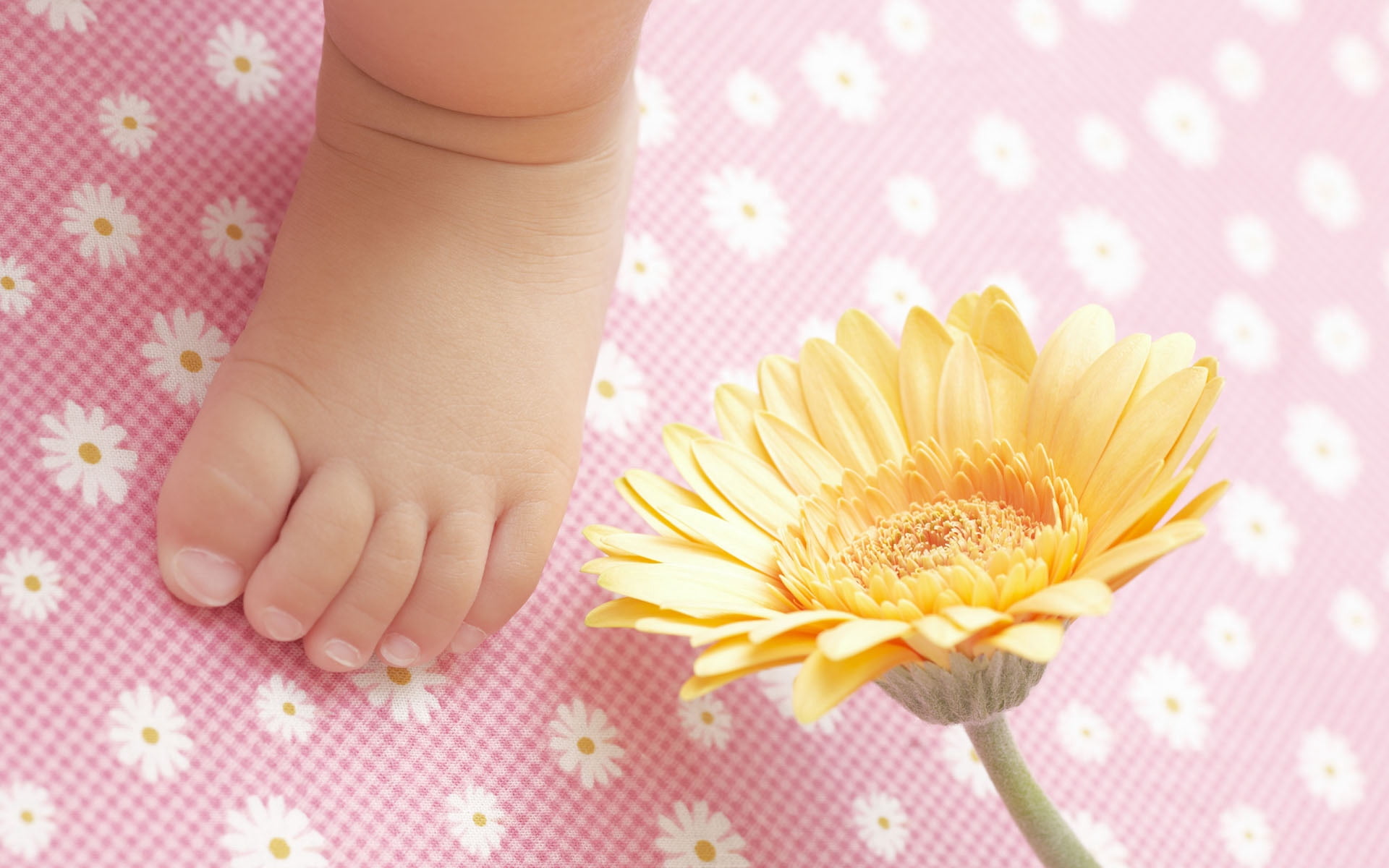 pattern, flower, 1080P, freshness, backgrounds, diapers, polka Dot, flowers, newborn, plant, gerbera, indoors, hand, flowering plant, females, childhood, HD Wallpaper