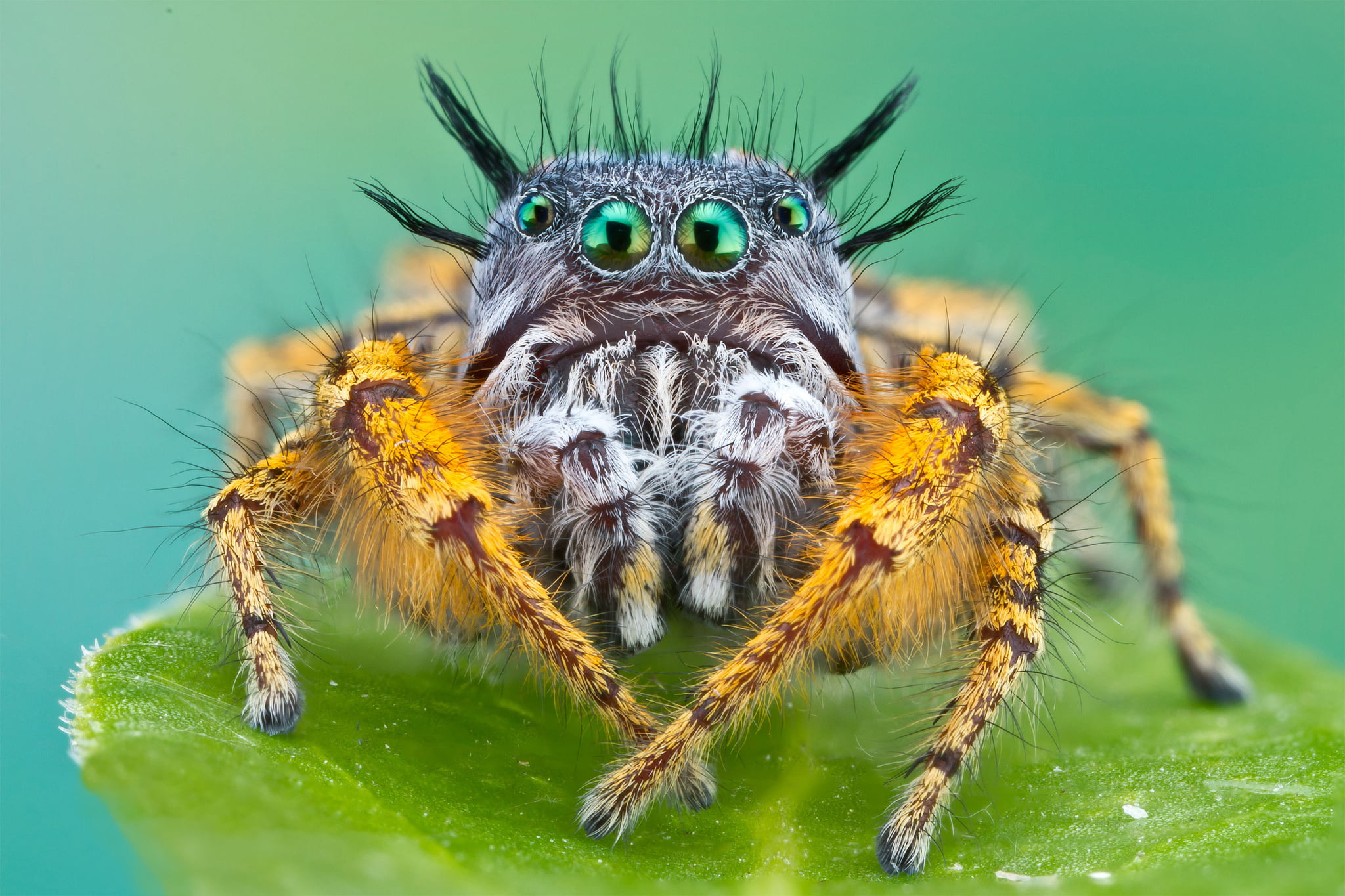 animals in the wild, black, close-up, one animal, animal wildlife, arthropod, insect, animal eye, zoology, no people, nature, animal body part, plant part, HD Wallpaper
