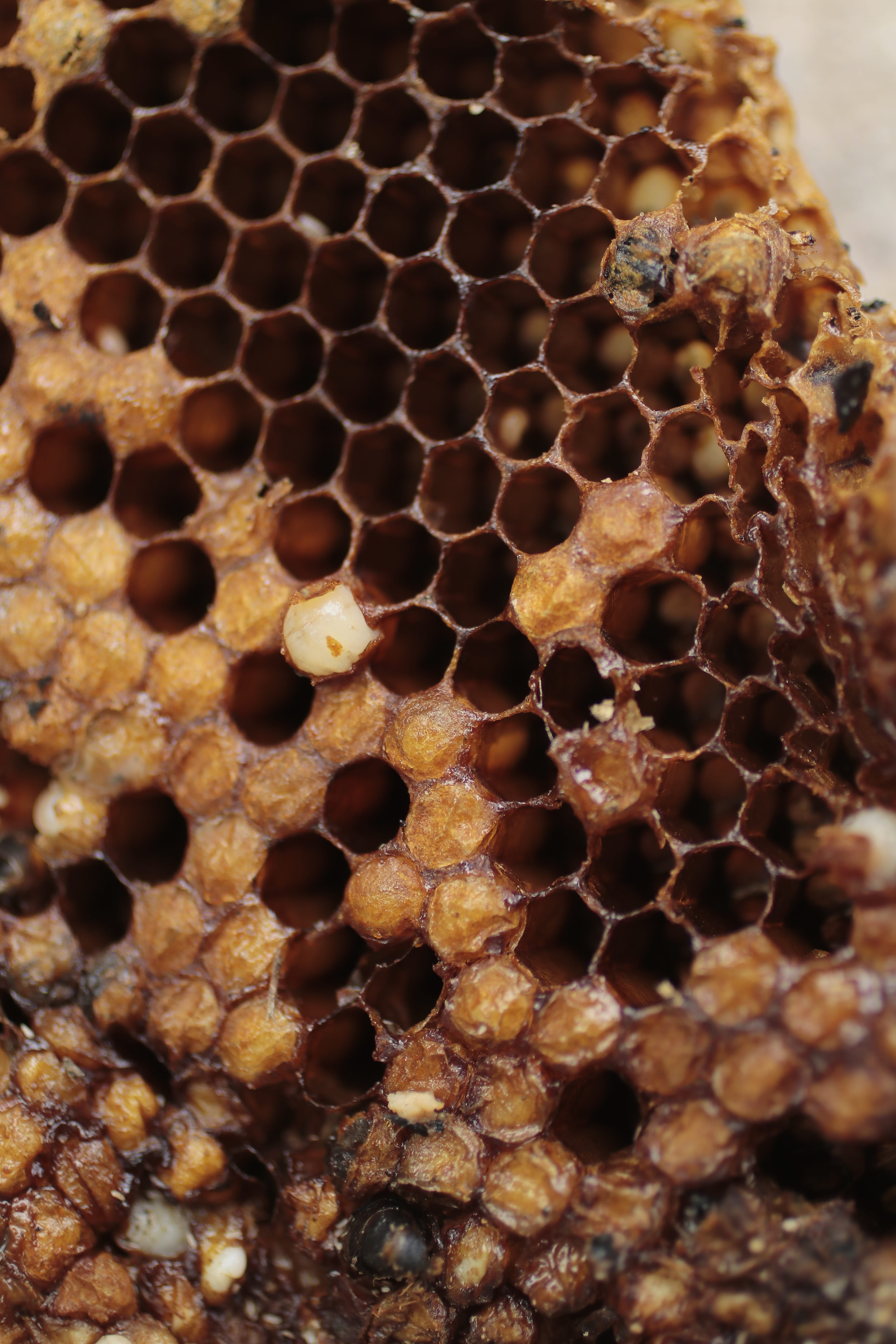 natural pattern, no people, nature, beauty in nature, animal, beehive, close-up, pattern, honeycomb, full frame, insect, 5K, animal themes, diaper, animals in the wild, Phone HD Wallpaper