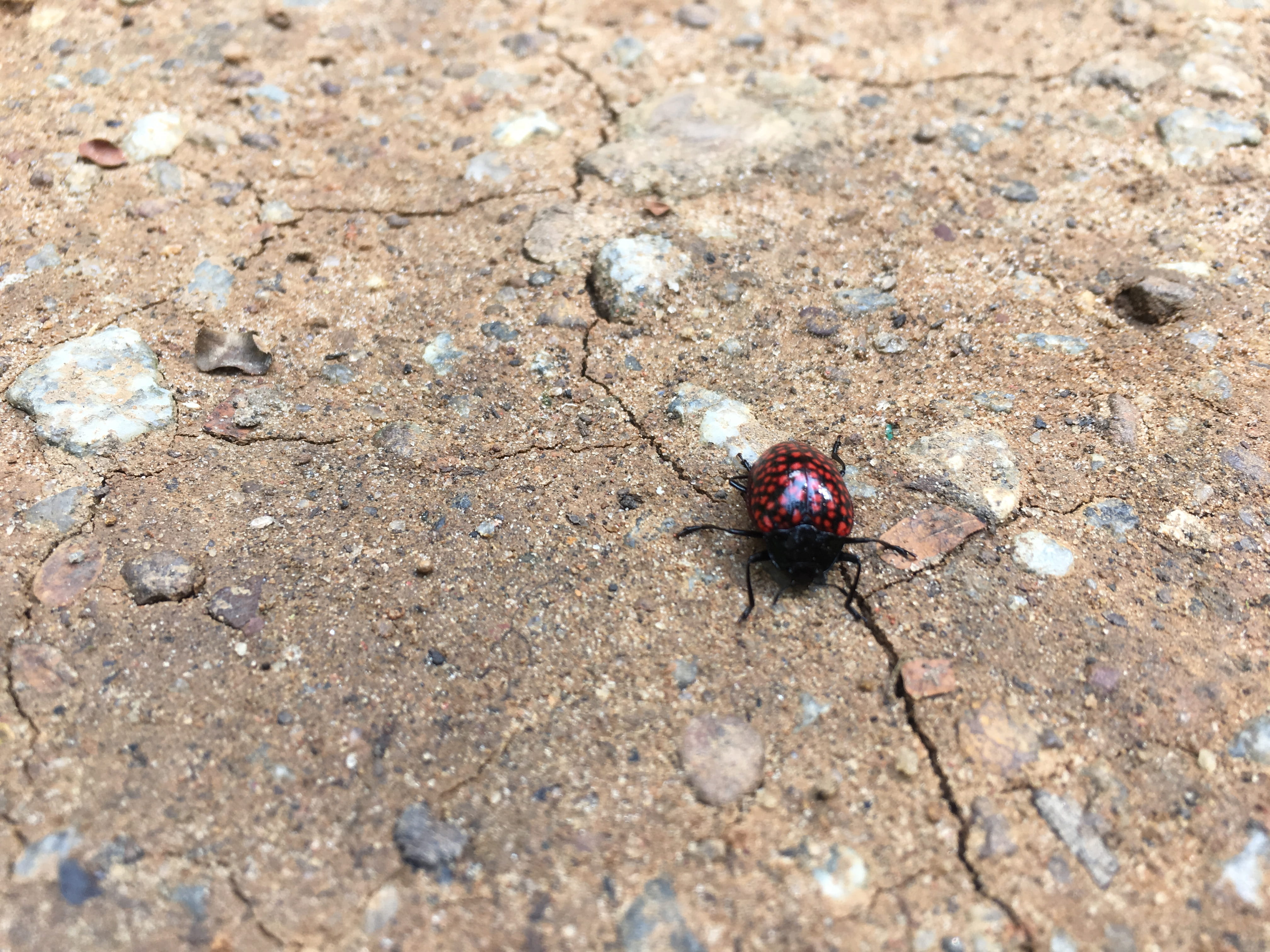 brazil, animal, bugs, close, day, close-up, cambuci, crab, solid, 4K, beetle, sand, nature, outdoors, high angle view, zoology, animals in the wild, selective focus, HD Wallpaper