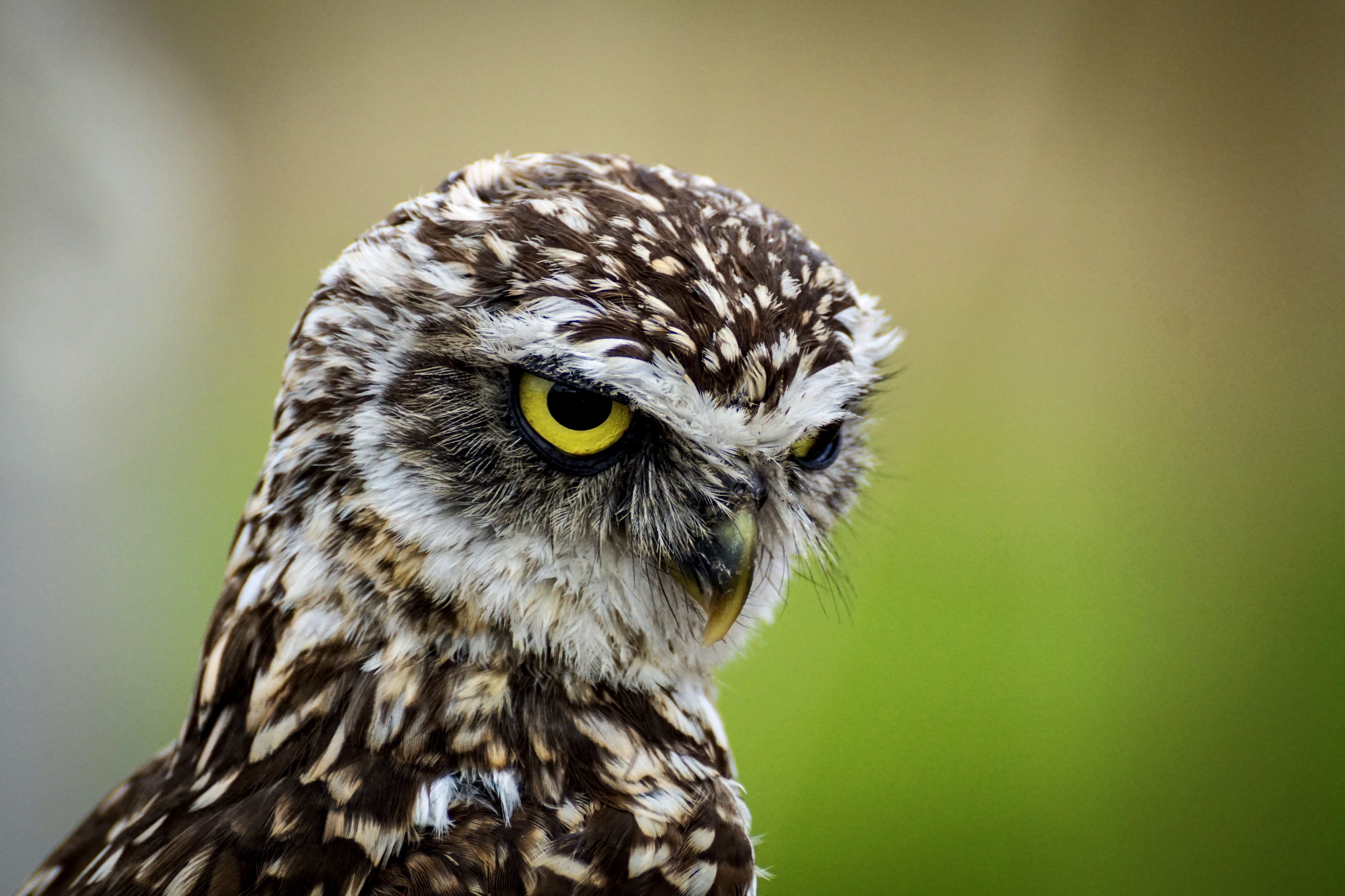 animal, animal themes, day, little owl, outdoors, yellow eyes, animal head, animal eye, plumage, portrait, bill, vertebrate, eyes, close up, no people, HD Wallpaper