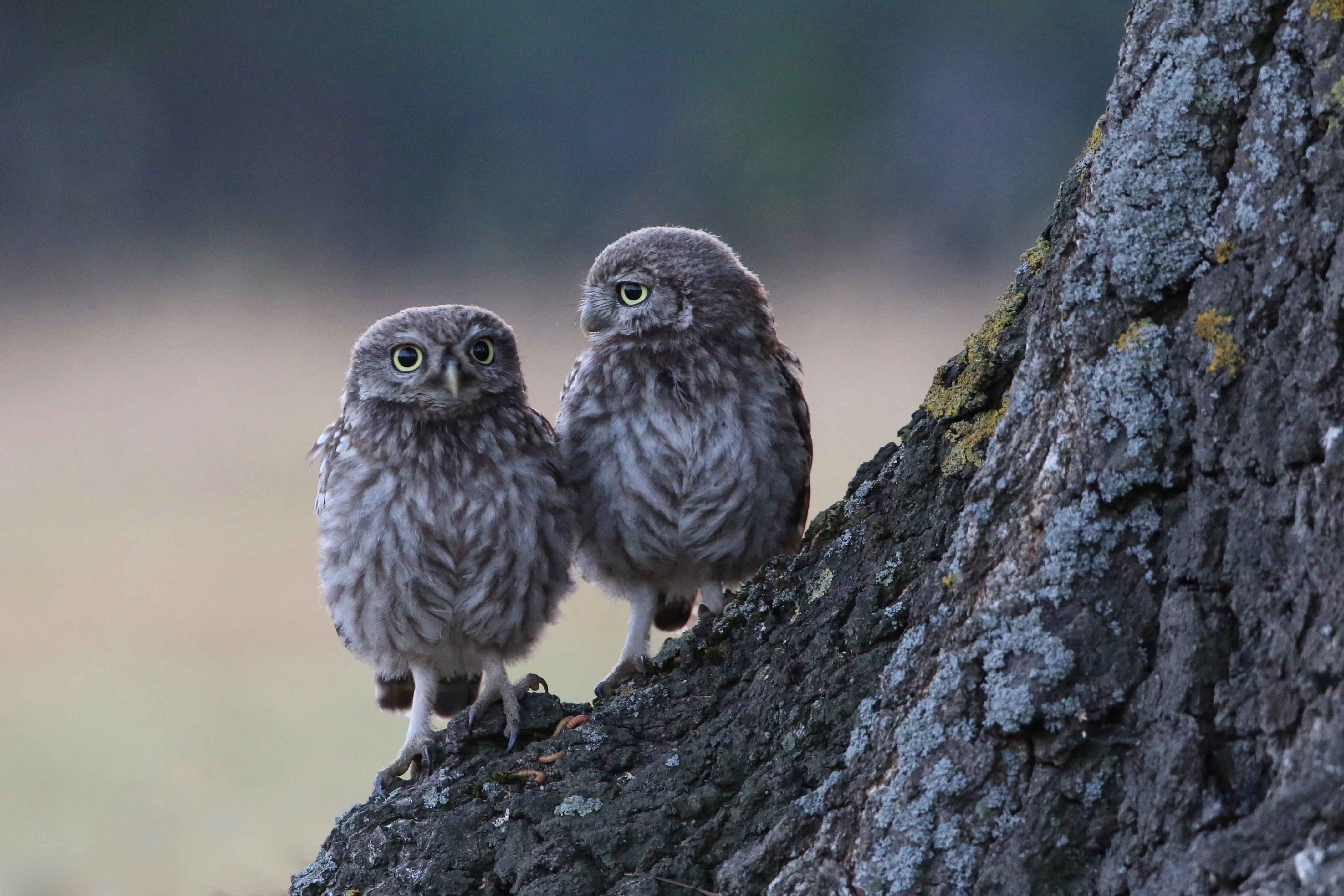 animal, treetrunk, bird, 4K, owl, owls, beak, carnivore, wing, animals Hunting, tree, animal Wing, brown, perched, pair, one Animal, wildlife photography, HD Wallpaper