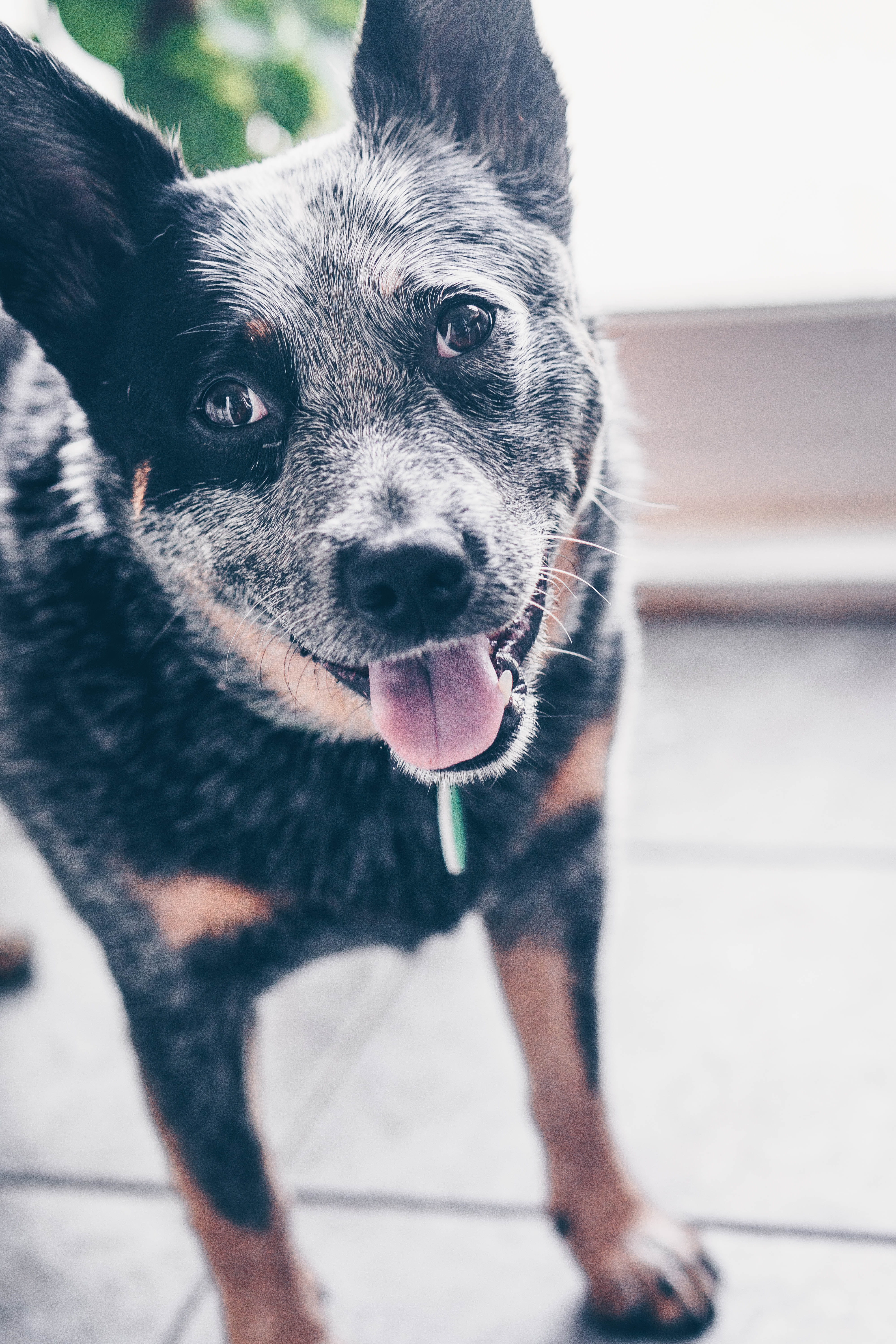 one animal, united kingdom, pet, collie, mouth open, cattle dog, heeler, blur, dog, bokeh, australian cattle dog, outdoors, plymouth, husky, mammal, brown, Phone HD Wallpaper