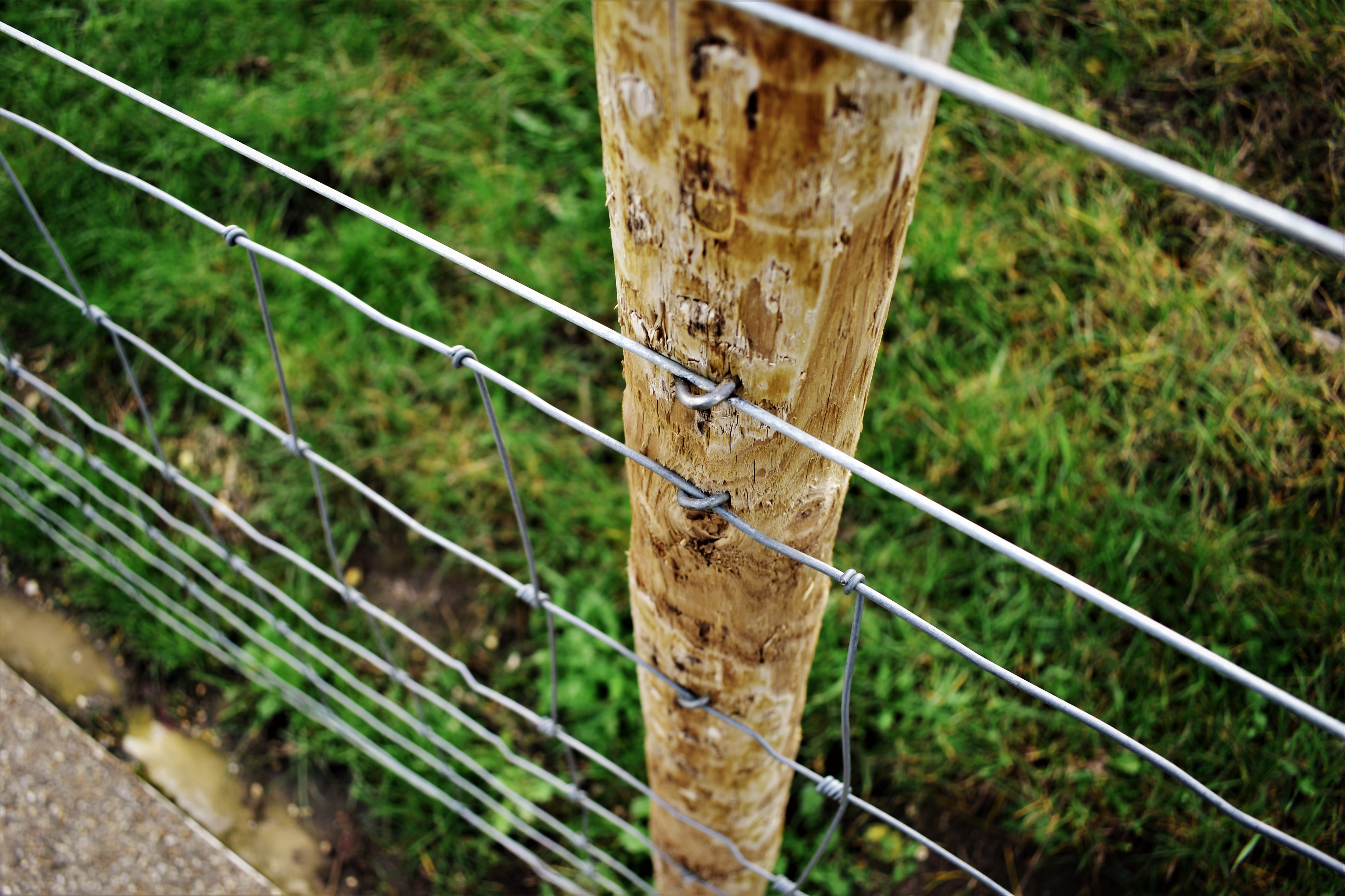 tree, grass, vegetation, forest, focus on foreground, animal themes, post, safety, rope, england, land, wire, field, symbol, wood, arrow, wires, animal, HD Wallpaper