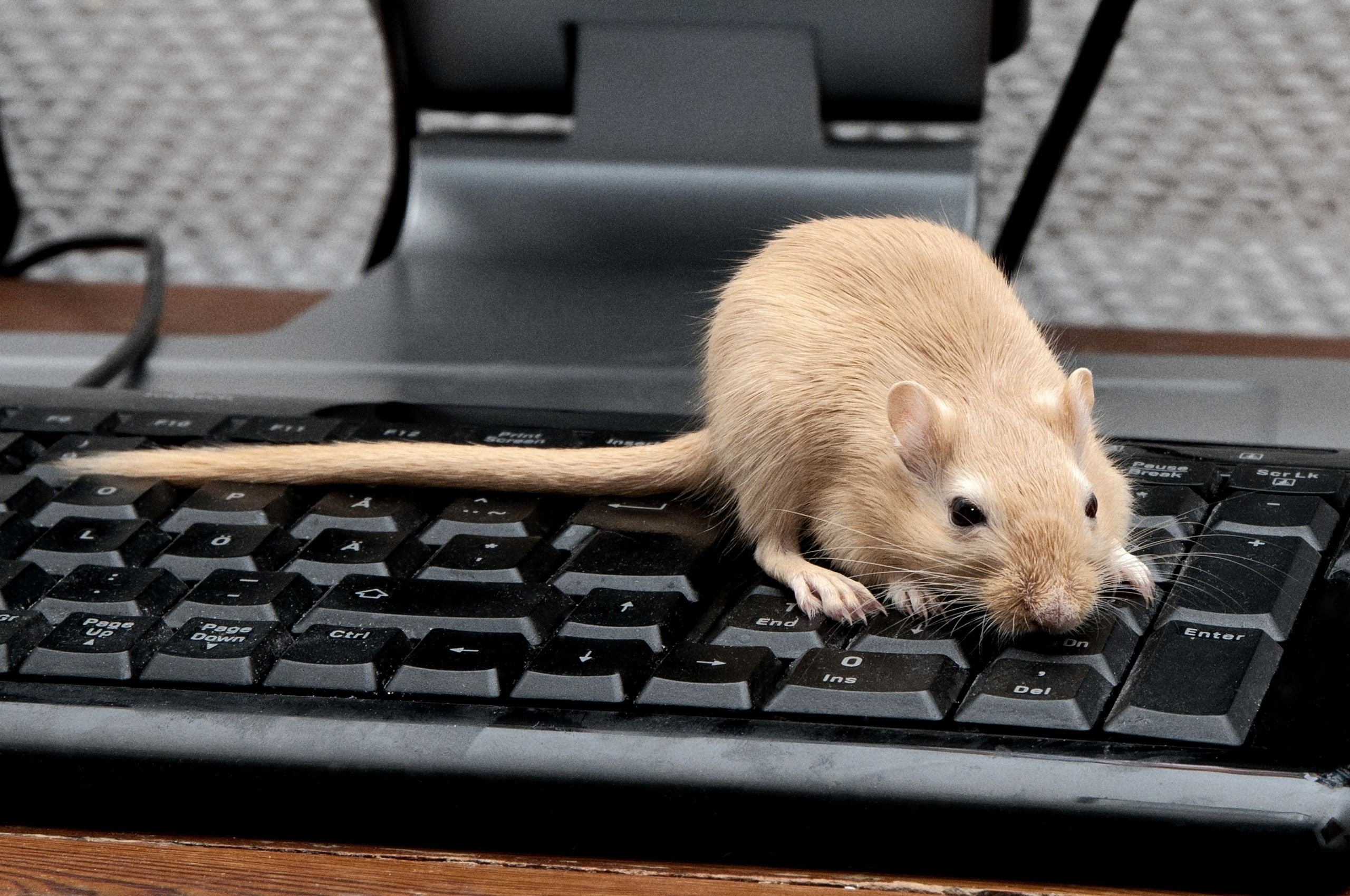 connection, table, no people, mammal, looking, close-up, pC, computer Keyboard, one animal, wireless technology, computer Mouse, computer key, computer, HD Wallpaper