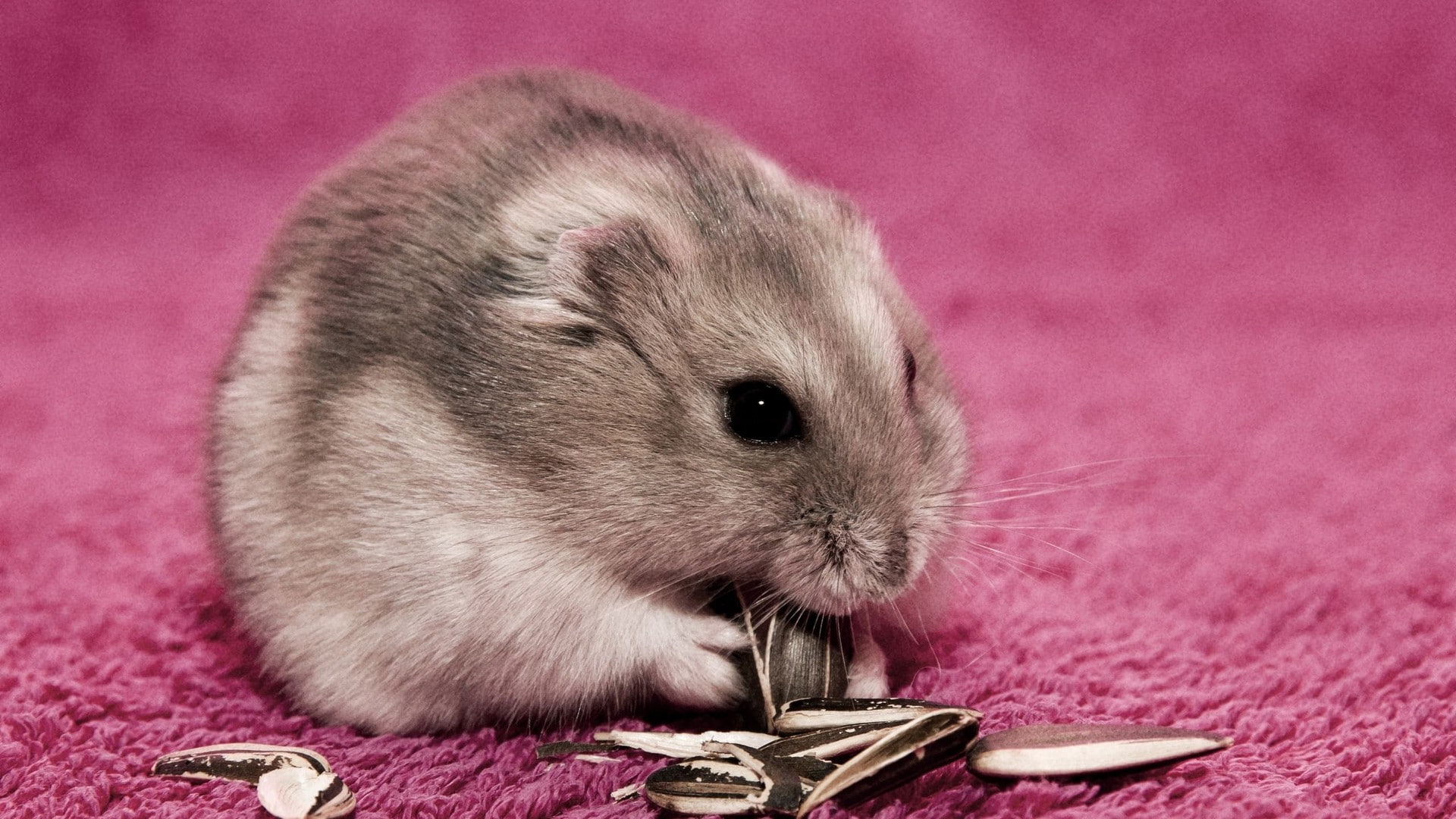 hd, black, gray, mouse, animals, 1080P, seeds, hamster, HD Wallpaper