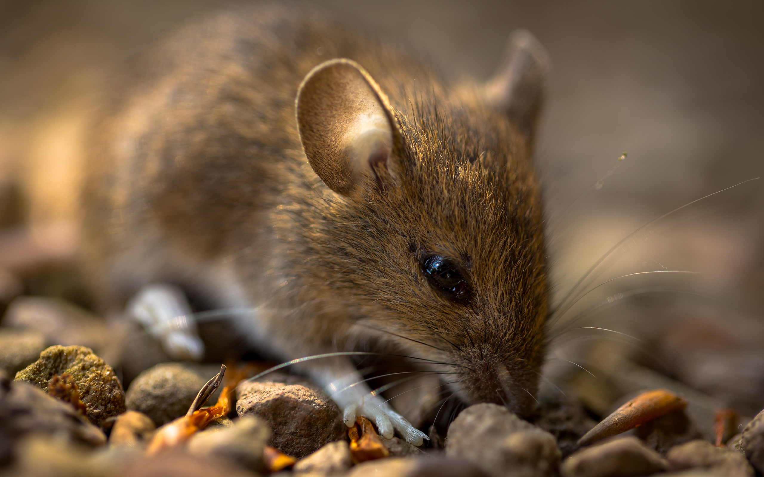 hd, 2K, brown, macro, mouse, animals, HD Wallpaper