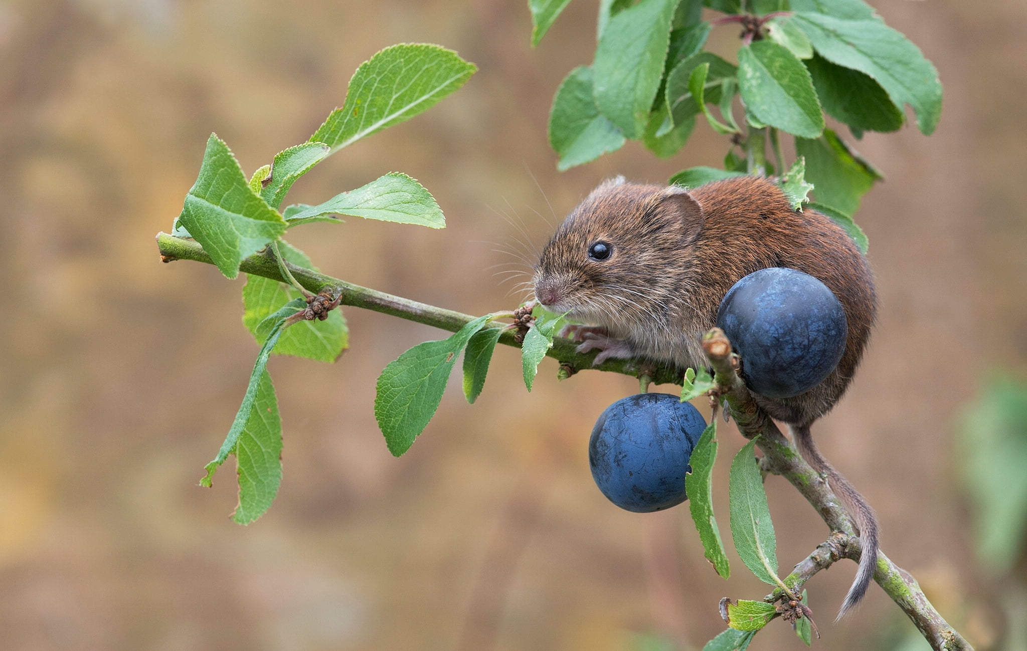 outdoors, vertebrate, small, healthy eating, branch, summer, animal, bank vole, leaf, tree, animal wildlife, brown, pets, squirrel, mouse, plum, food and drink, HD Wallpaper