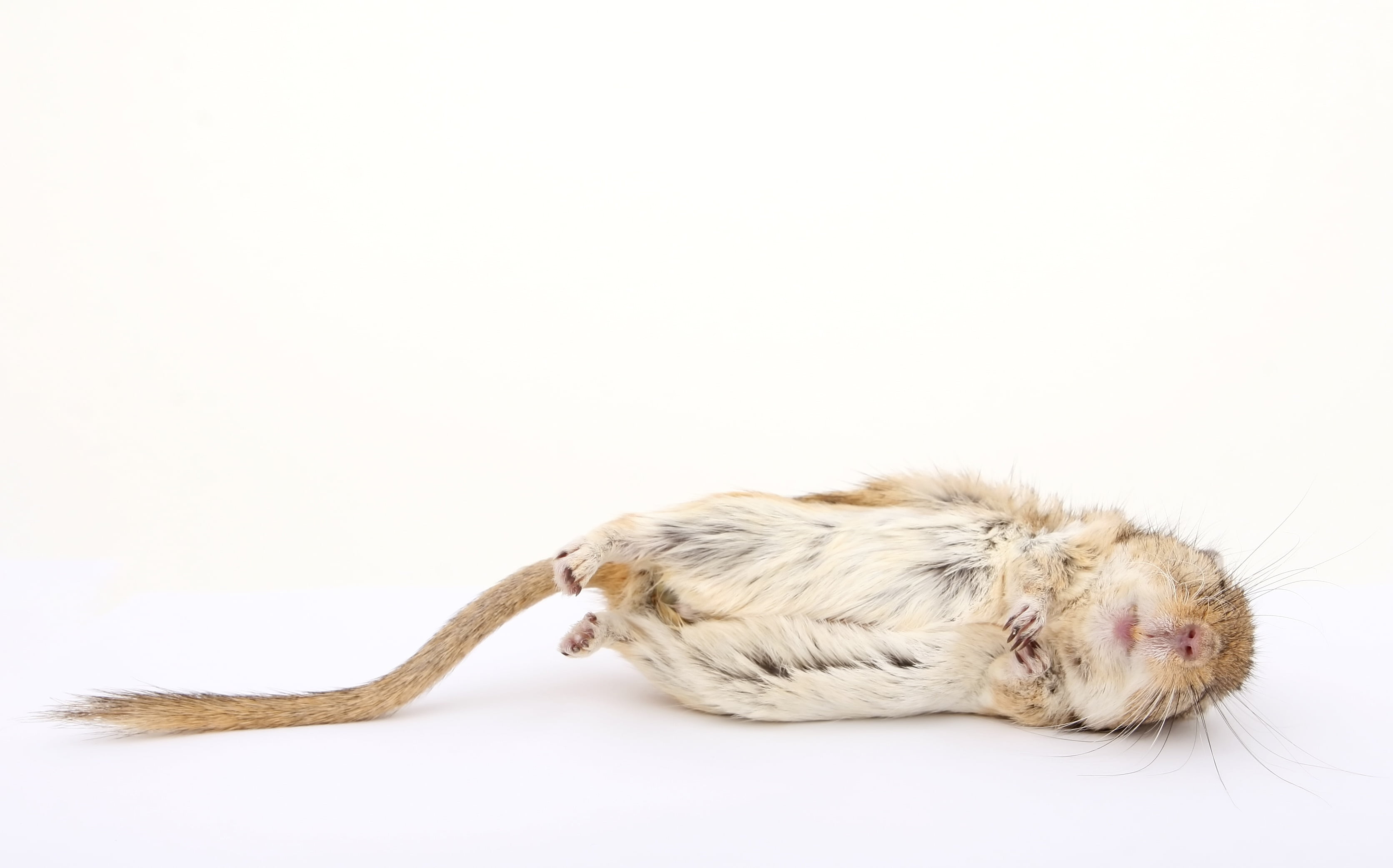 pet, pretty, young, canine, hair, pest, girl, female, mammal, soft, exterminate, animal themes, mice, close-up, floor, macro, vermin, funny, death, die, HD Wallpaper