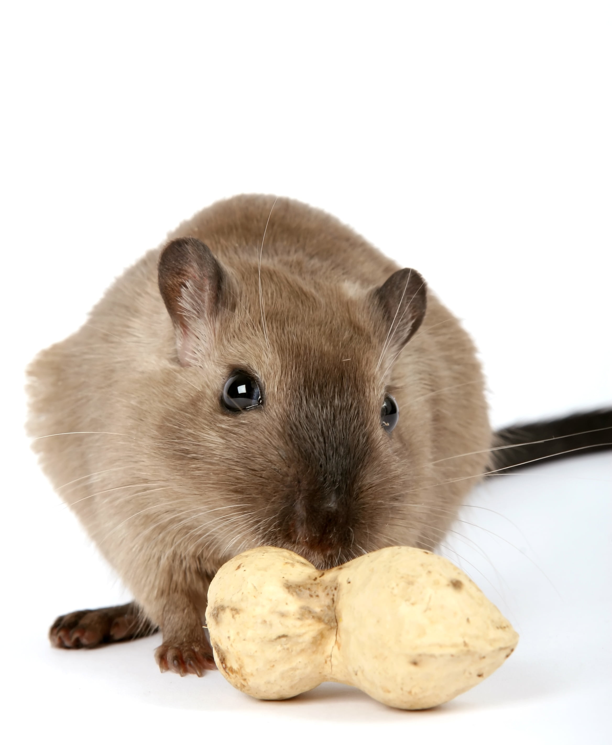mammal, nut, 2K, soft, domestic, cuddly, nose, healthy, indoors, creature, close-up, mouse, small, monkey, pet, studio shot, lovely, no people, mice, attractive, Phone HD Wallpaper