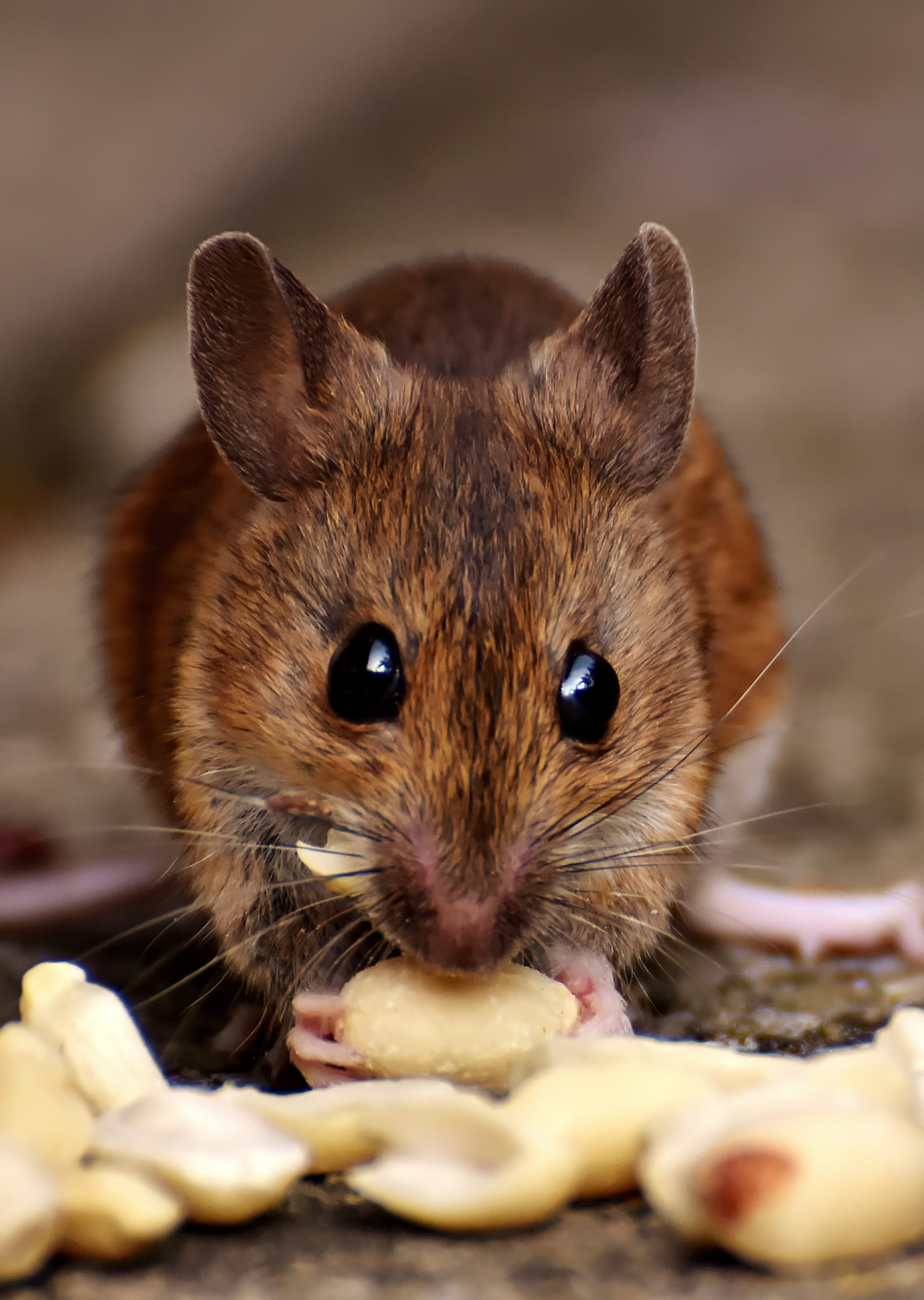 domestic, close-up, hungry, pest, hamster, one animal, button eyes, mouse, mammal, food and drink, food, animals in the wild, portrait, cute, looking at camera, Phone HD Wallpaper