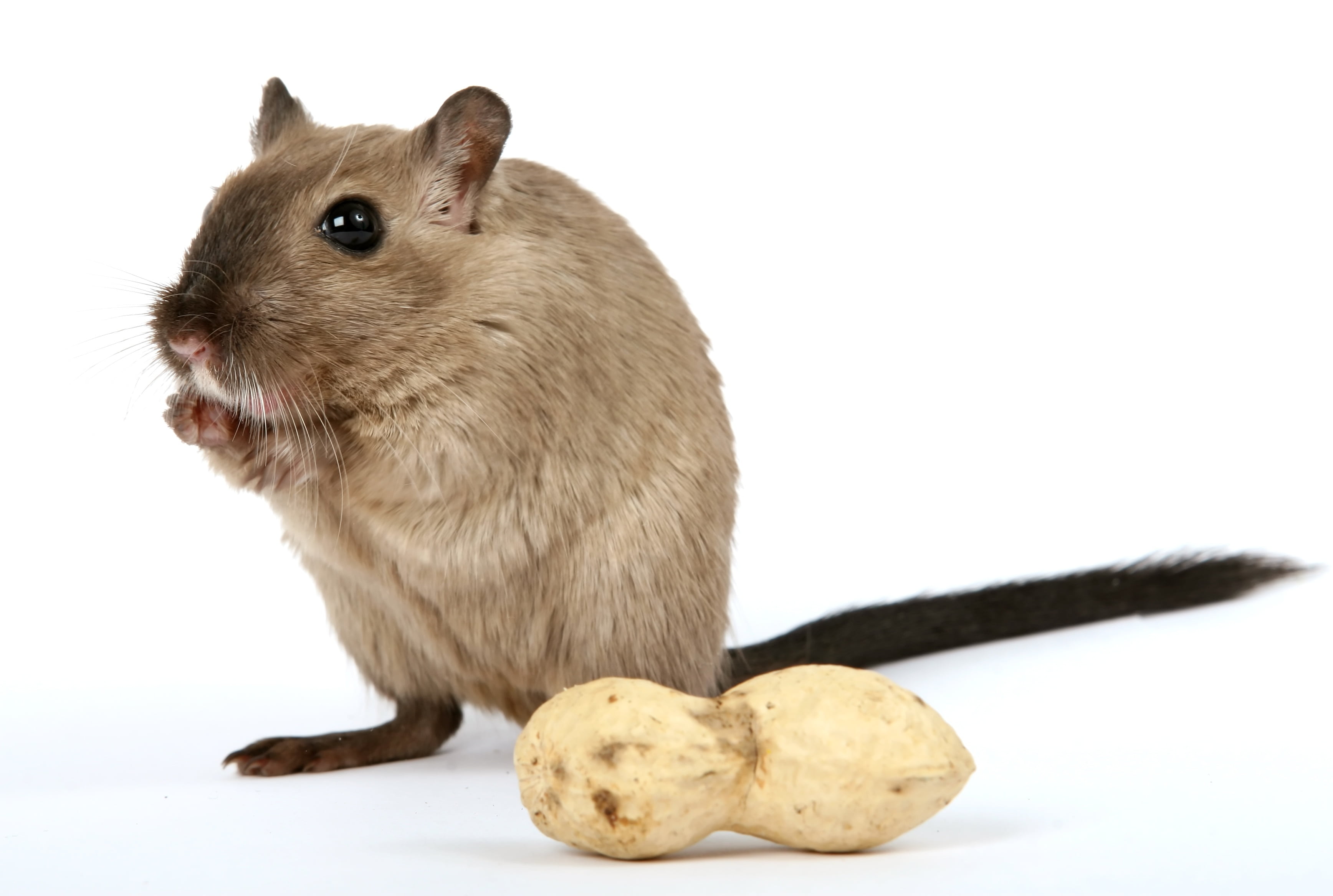 funny, close, small, pest, creature, fur, animal wildlife, snack, food, nut, animal, domestic Animals, studio Shot, mammal, one Animal, vermin, monkey, HD Wallpaper