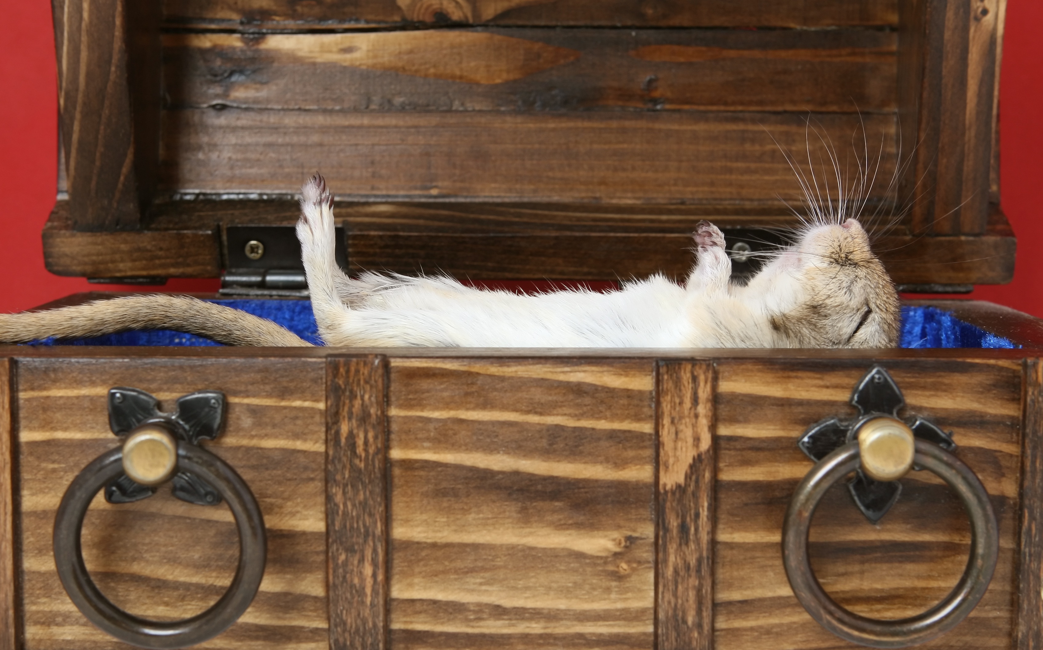 furry, creature, domestic, one animal, isolated, lying, deceased, rat, close-up, pretty, closeup, white, wooden, grey, technology, hamster, die, indoors, HD Wallpaper